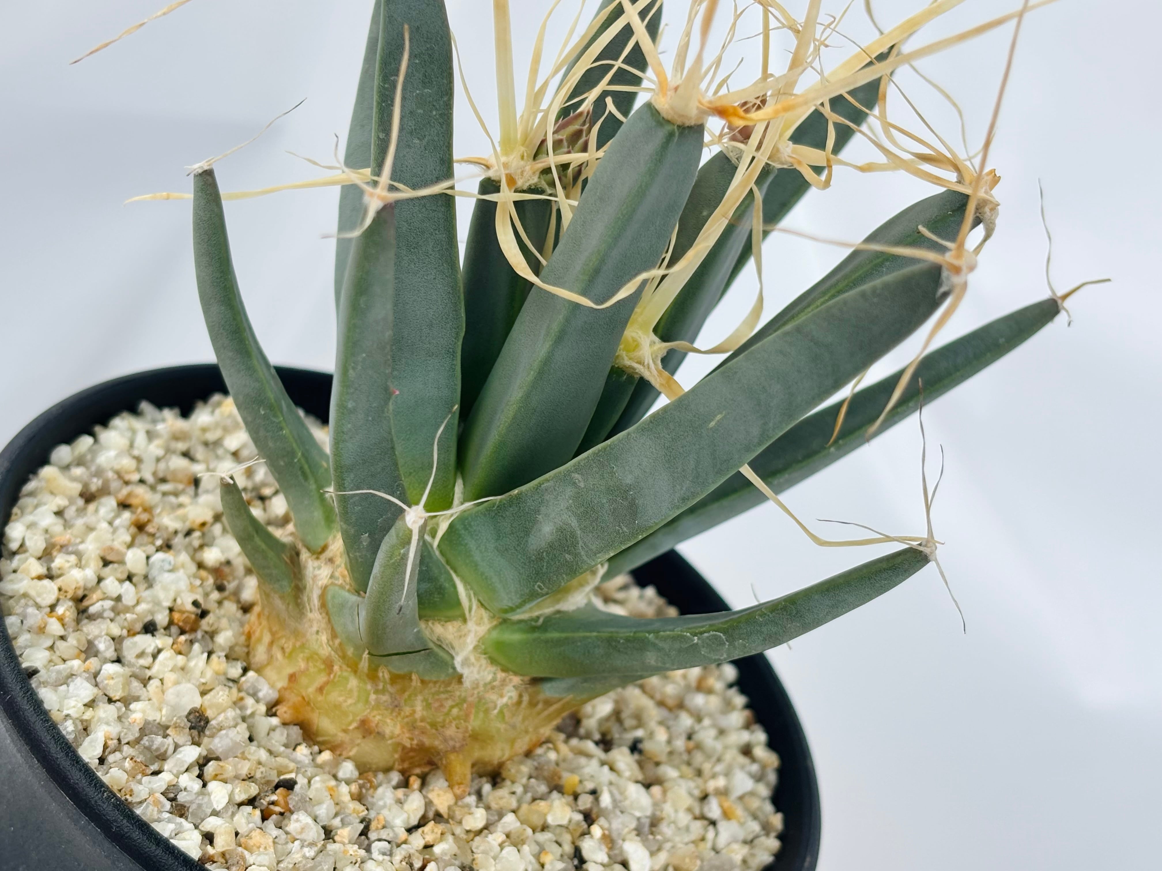 Leuchtenbergia principis レウクテンベルギア 晃山 サボテン | plants