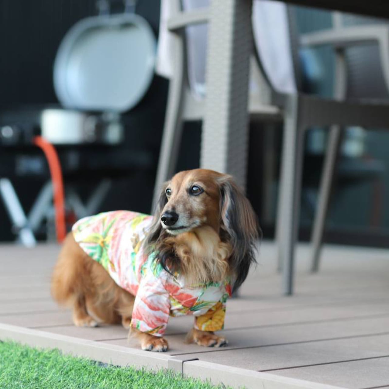 アロハシャツ | カニンヘンダックスとミニチュアダックス専門のお洋服