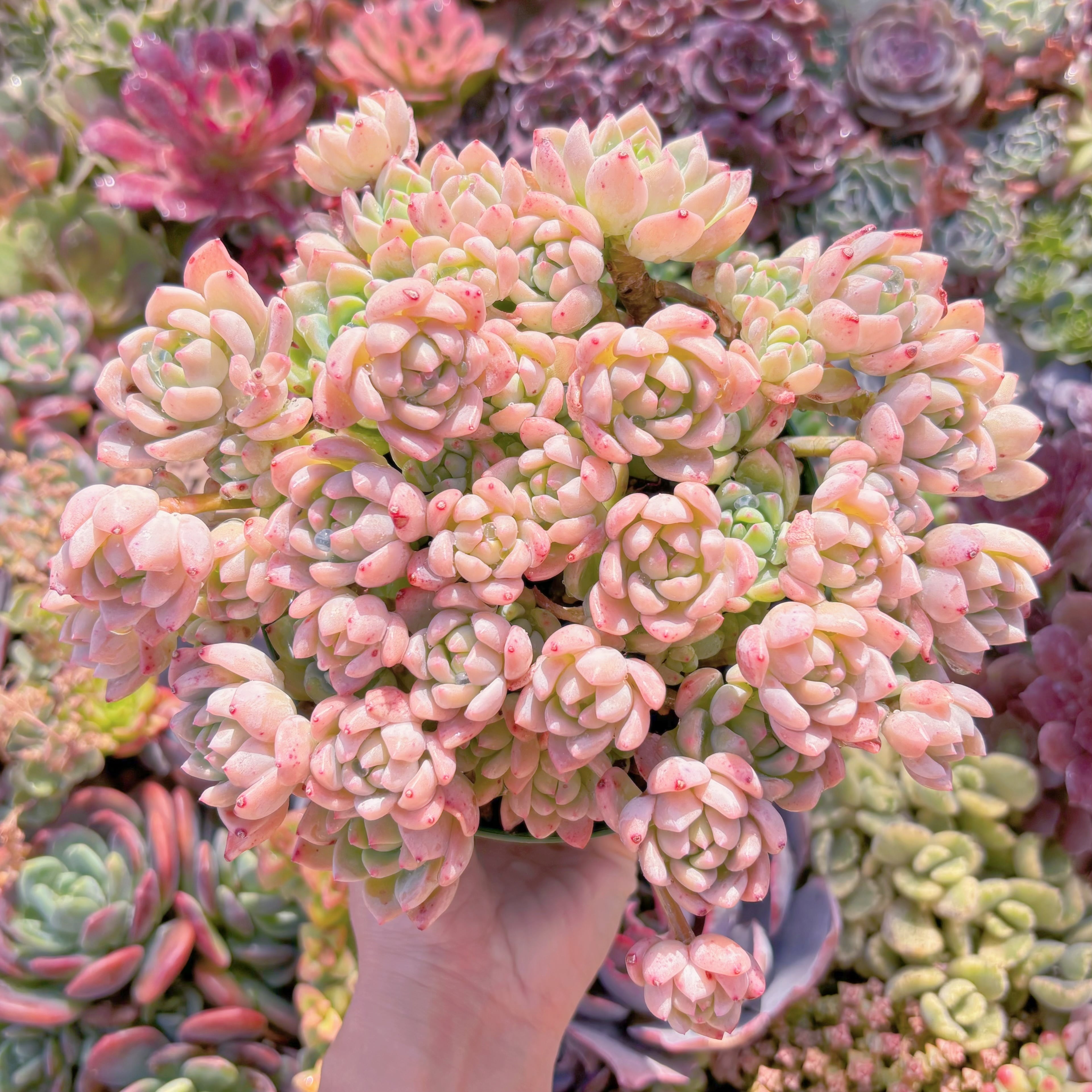 現品　プロリフェラxラウル#232　特大群生　るる農園