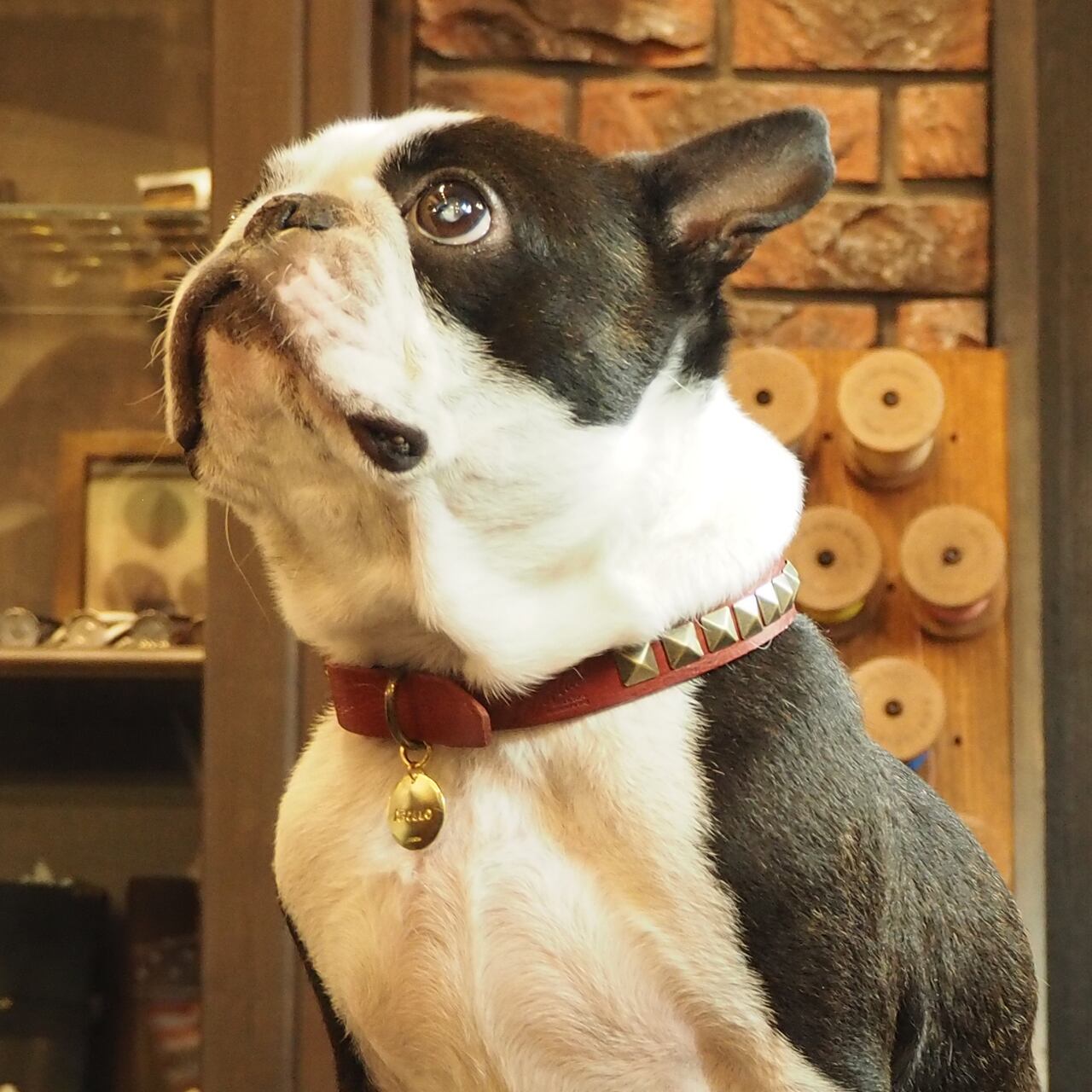 トリミング　チョーカー レザードッグチョーカー スクエアスタッズ | LIBERTAS TOKYO