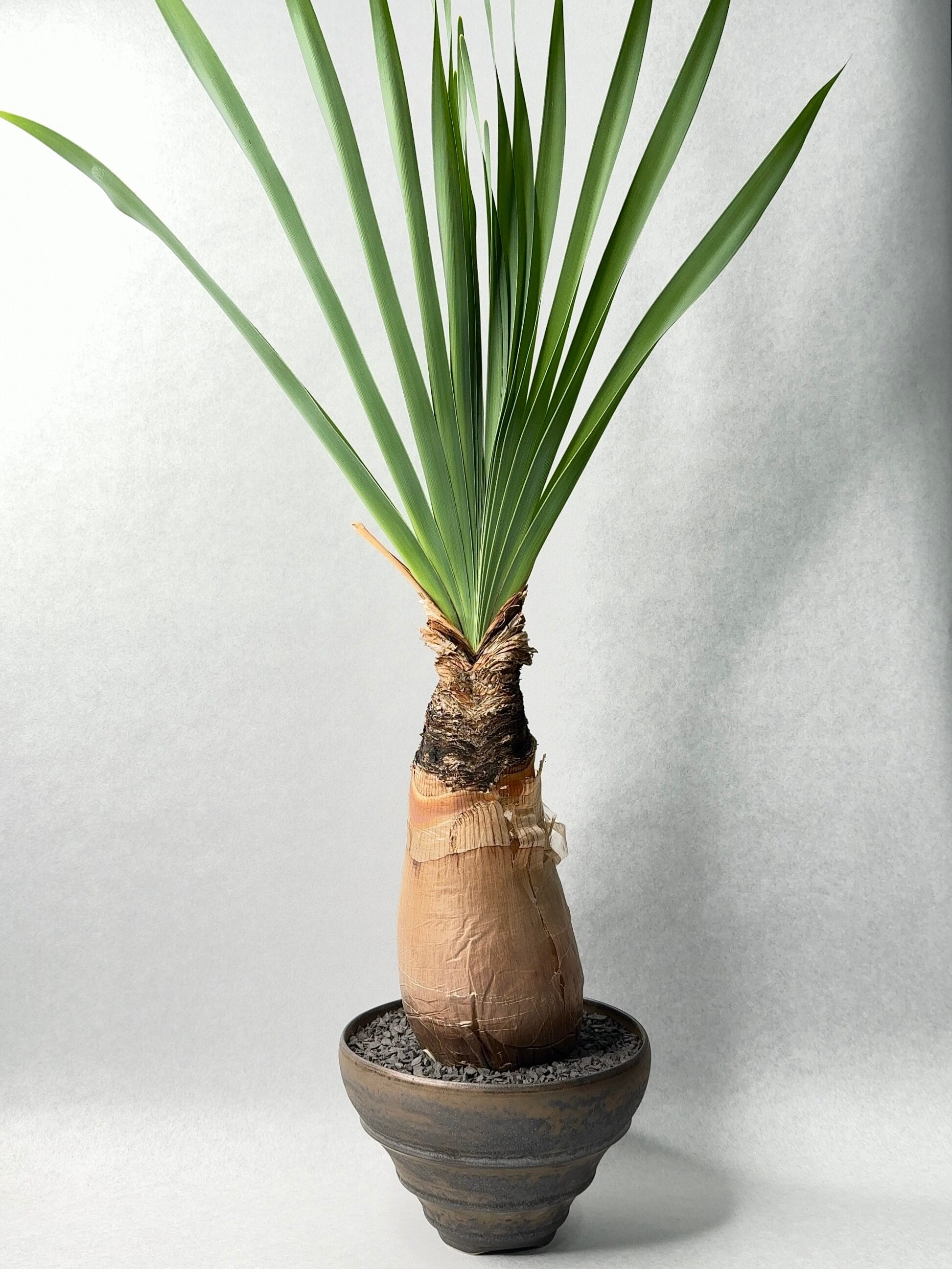 ブーファン・ディスティチャ | trigger