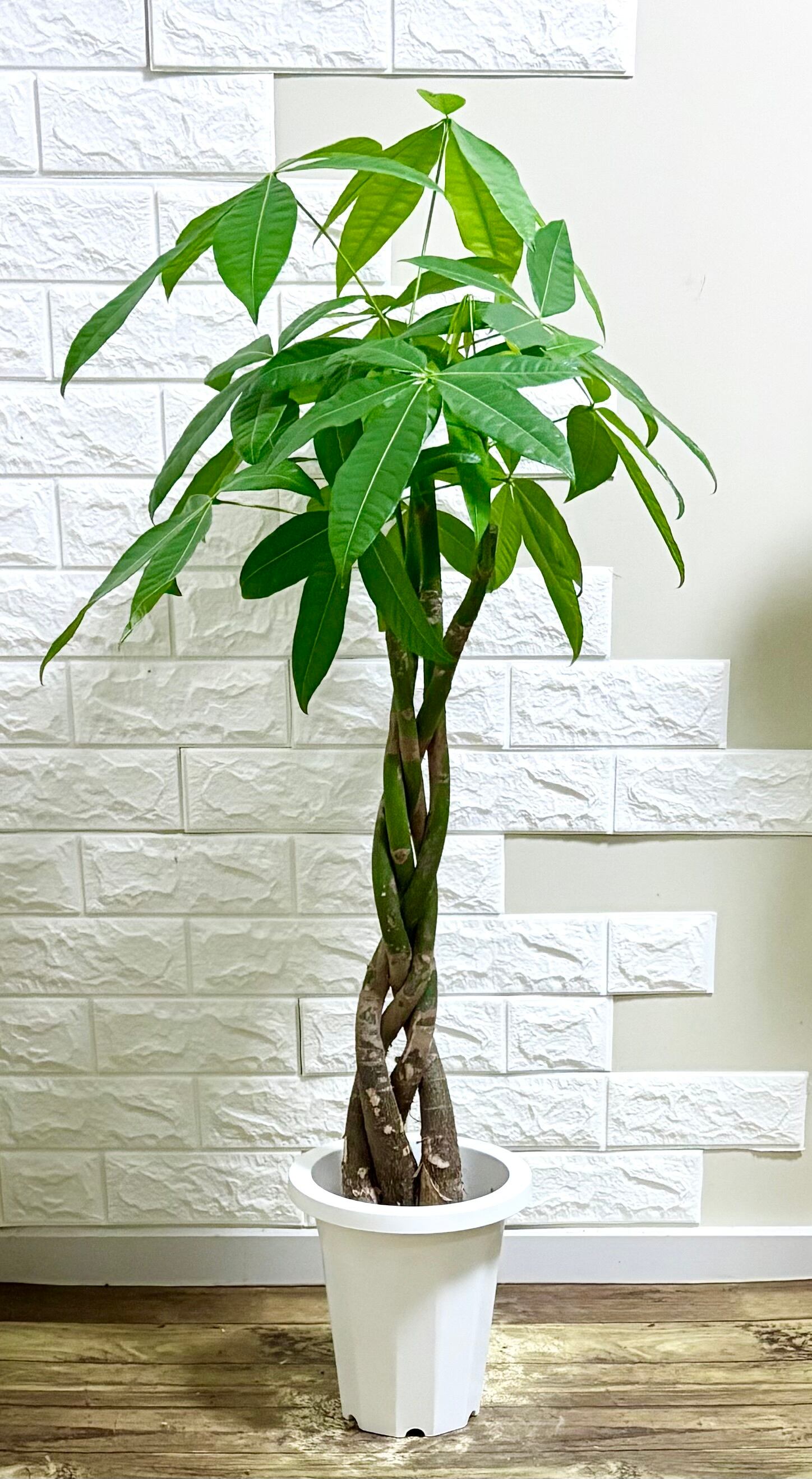 パキラ⭐️編み込み⭐️観葉植物 | 観葉植物のお店 feerie（フェリエ）
