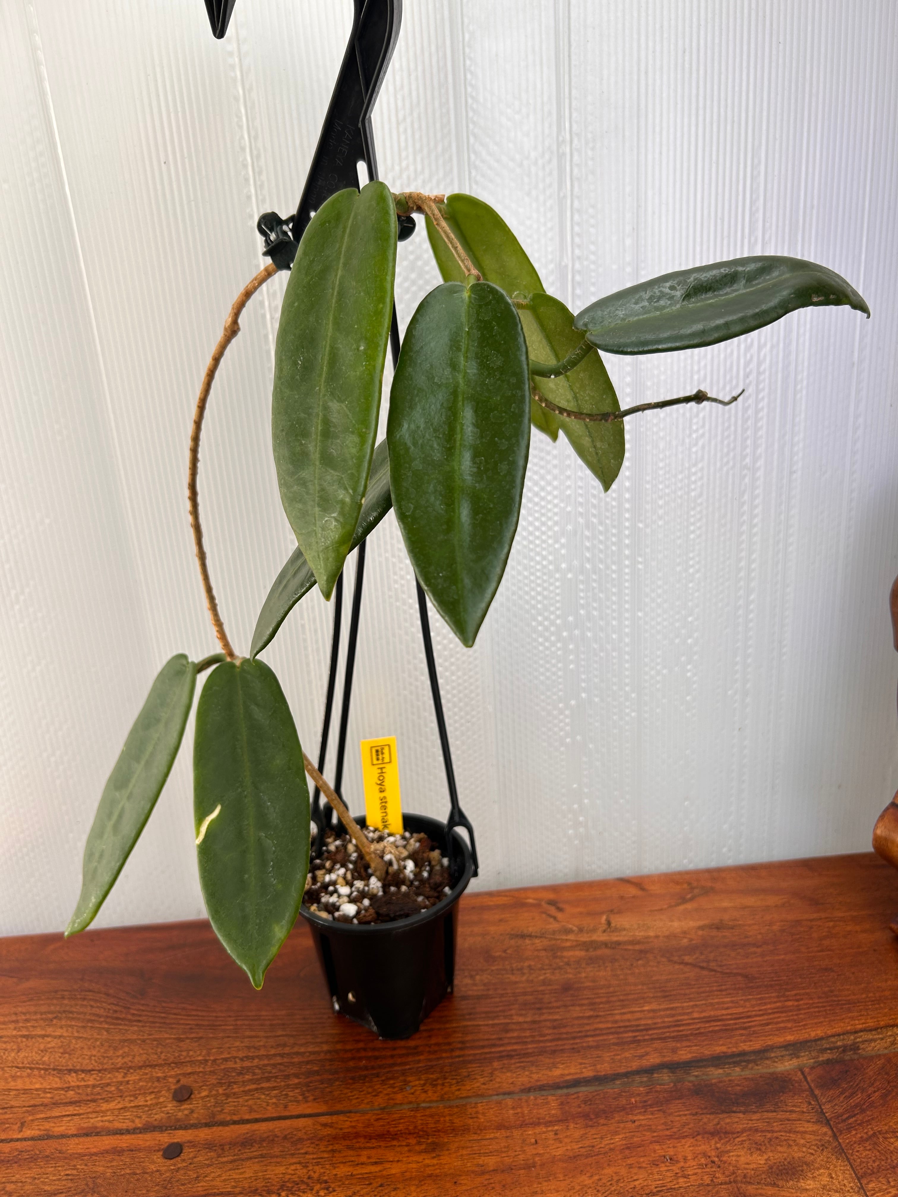 Hoya | BALI-AN 園芸