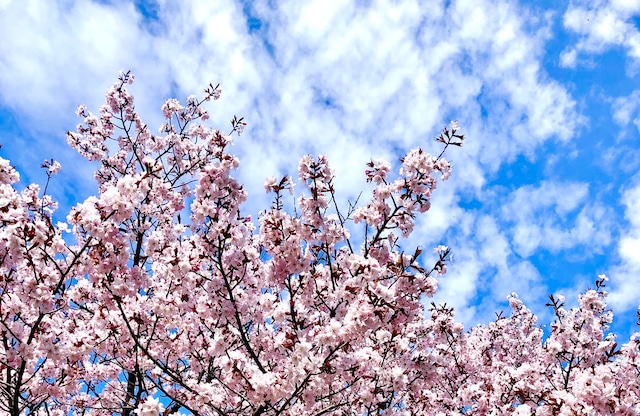 Photo Cherry blossom and sky