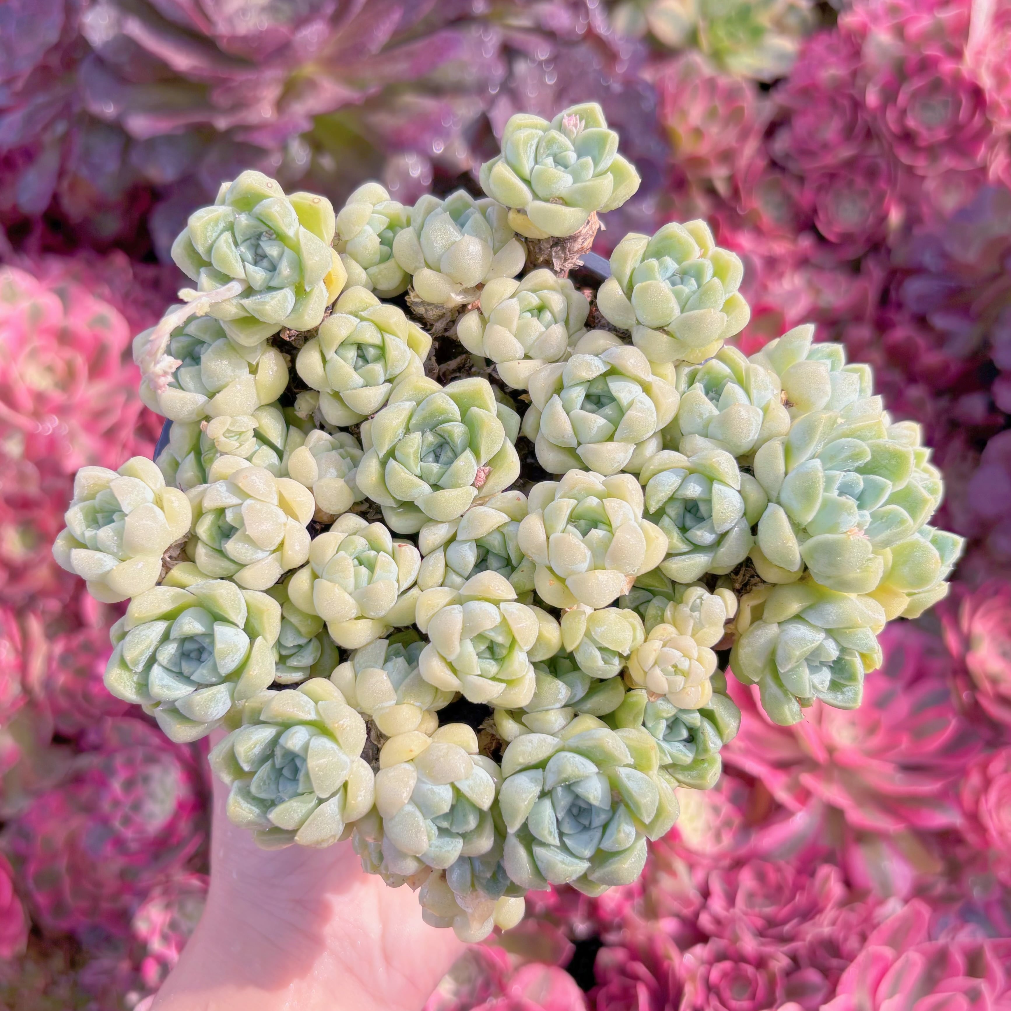 現品　白月影#K450   大群生　新入荷　るる農園