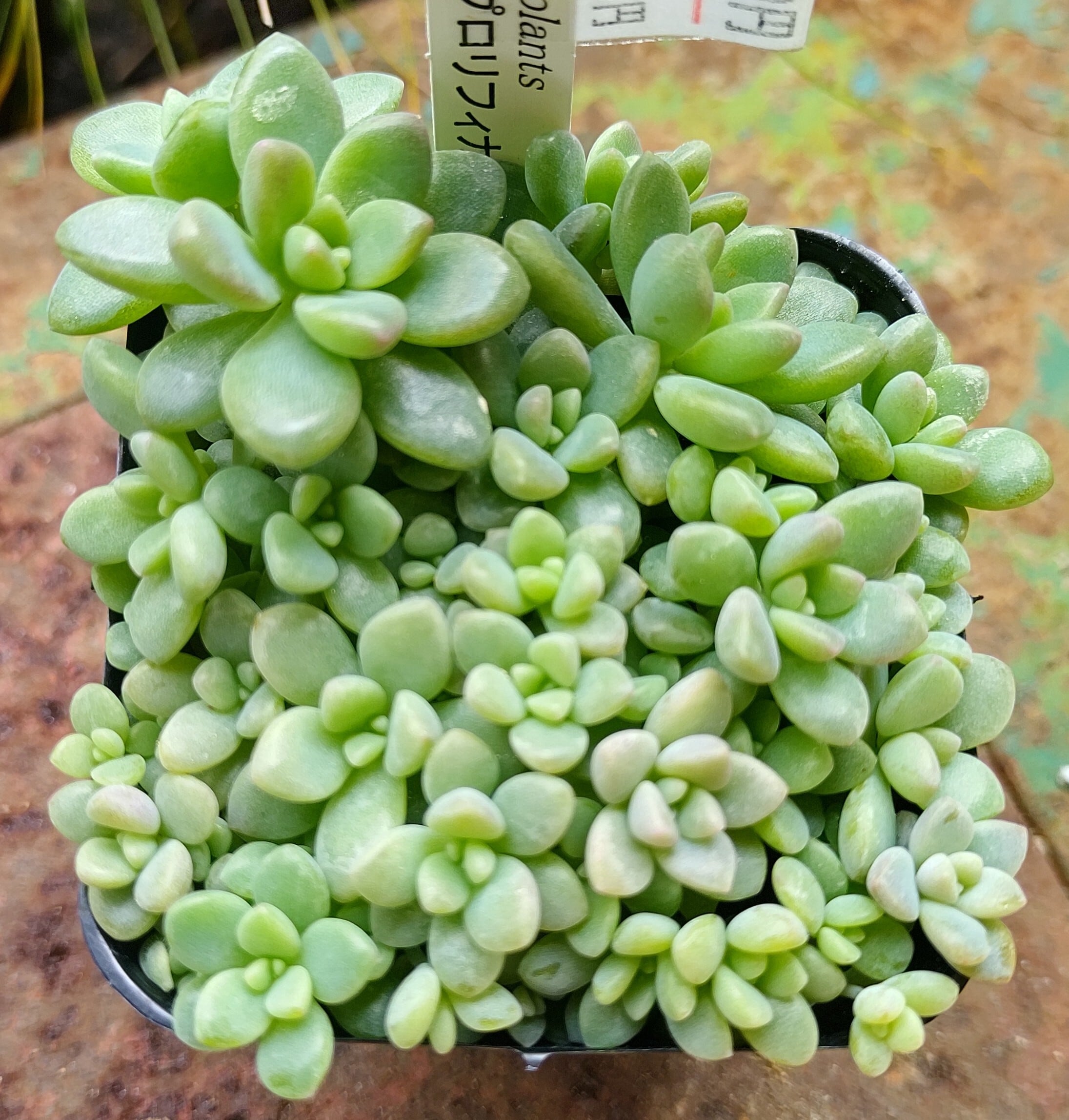 姫秋麗xプロリフィカ | RuPo 多肉植物専門店