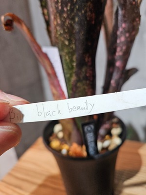 Bill.Black beauty【artPLANTs/PLANTS GARAGE】ビルベルギア/Billbergia/タンクブロメリア