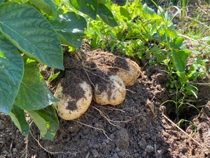 選べる各種 じゃがいも 10kg 自然栽培