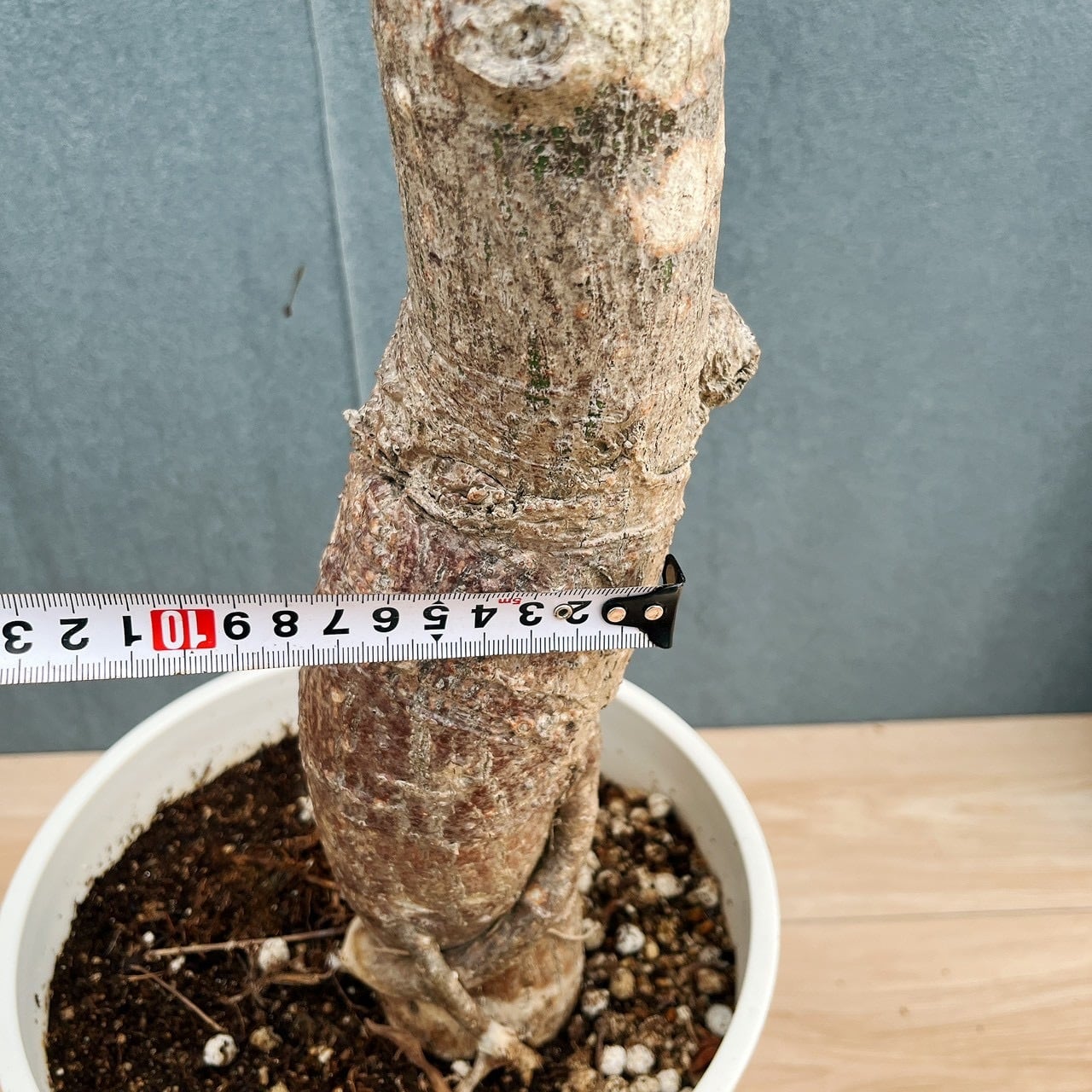 現品］☆珍しい☆ 19番 トックリキワタ 8号 南米桜 観葉植物 レア 徳利