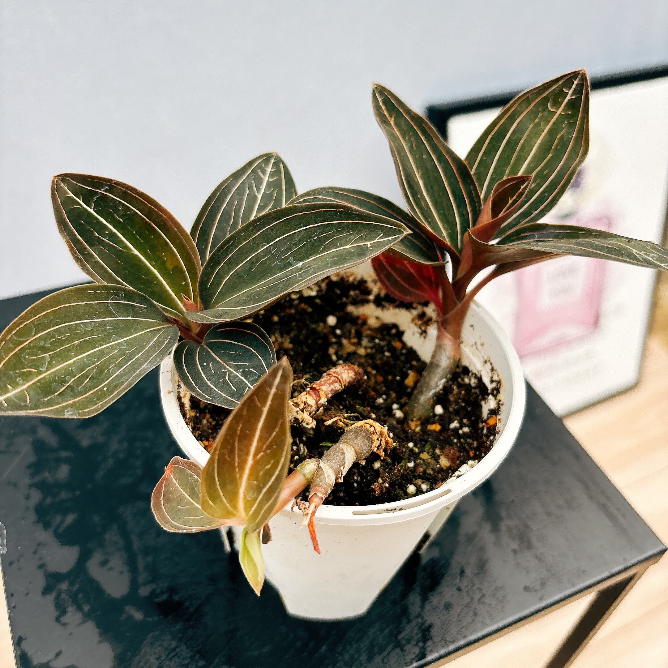 在庫］【希少】☆宝石蘭☆ ルディシア ルミエル 観葉植物 かわいい