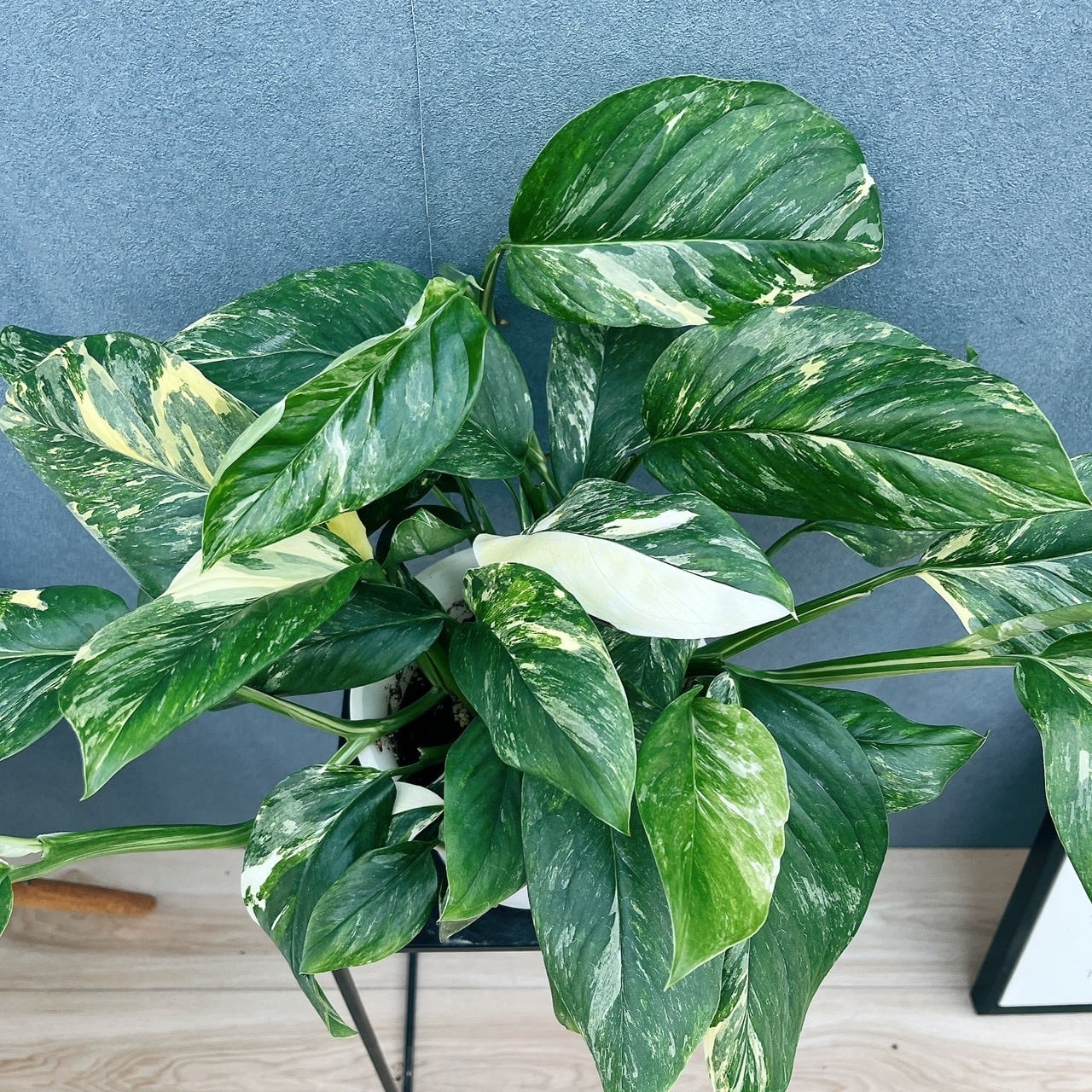 ［現品］【希少】12番　モンステラレクレリアナ　斑　観葉植物　室内　大型　レア 現品］【希少】21番 モンステラ レクレリアナ 斑入り 5号 観葉植物