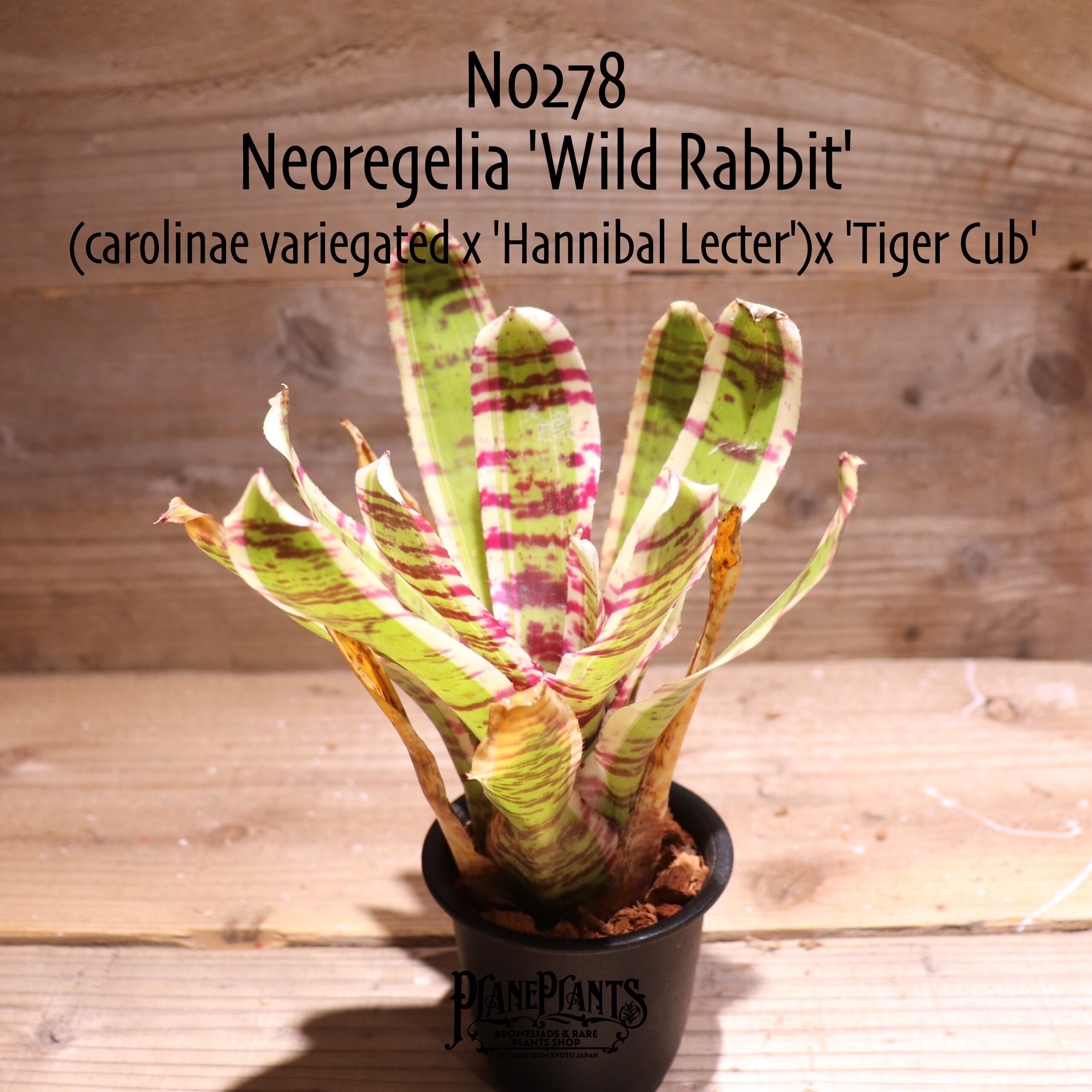 Neoregelia 'King cobra'〔ネオレゲリア〕現品発送N0253