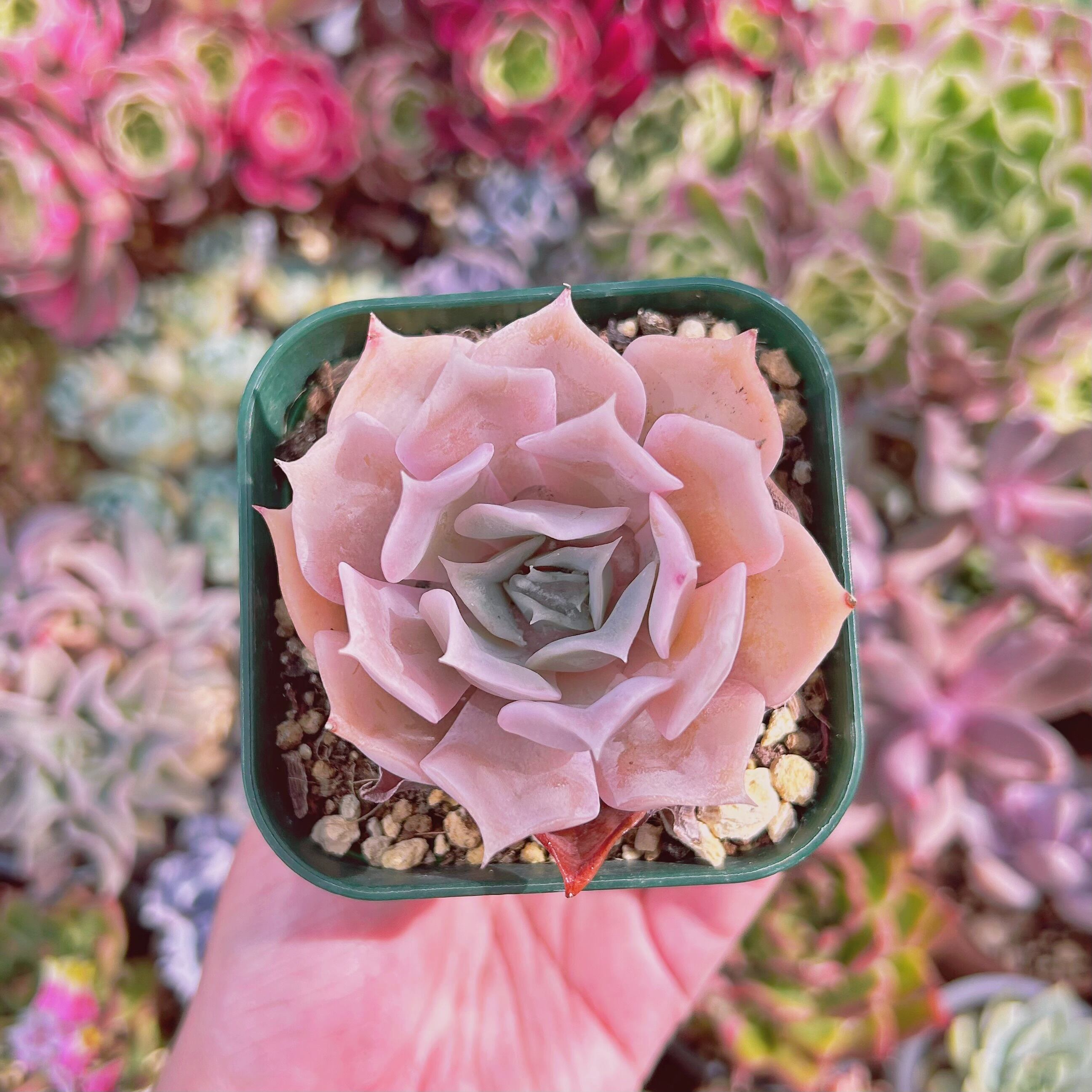 235現物 多肉植物 クジラ(Echeveria 'Blue Whale') 抜き苗 | るる農園