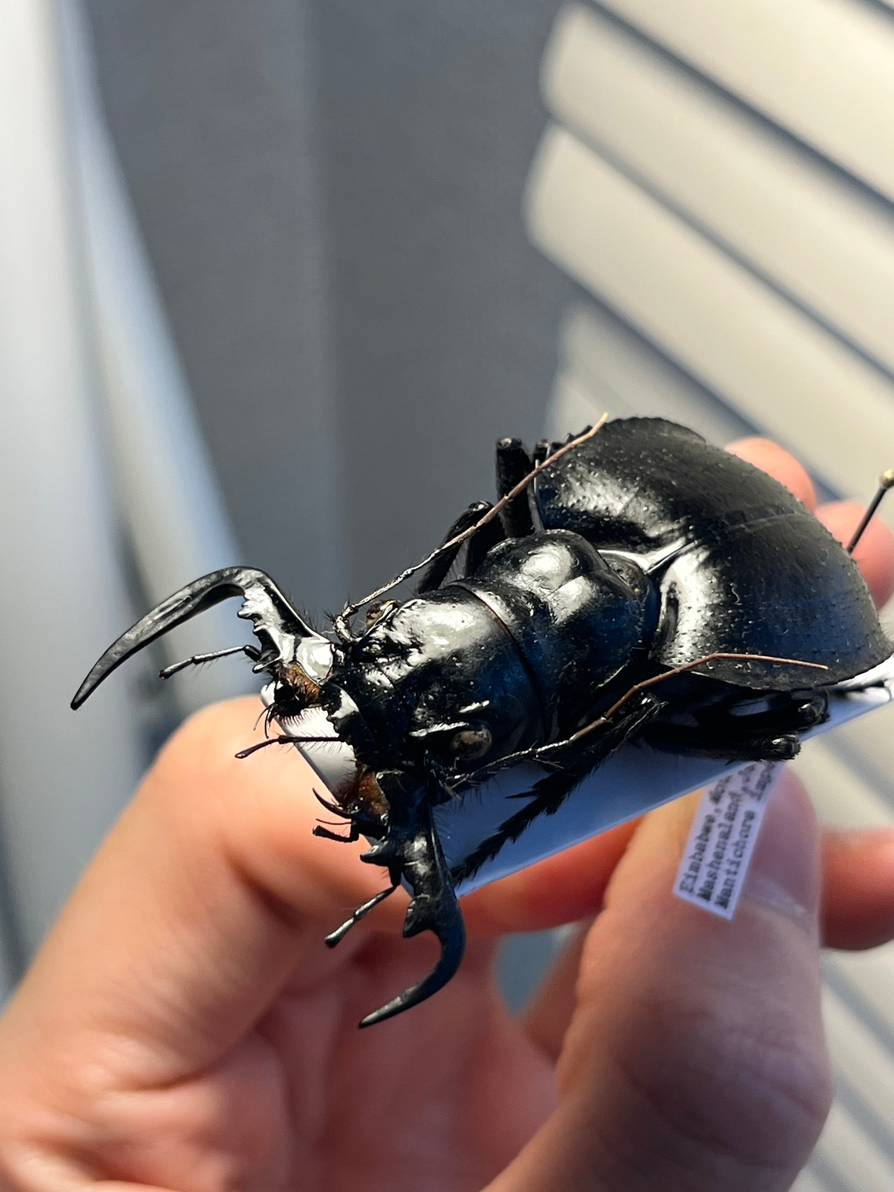 大閻魔斑猫最大種】オオエンマハンミョウ Manticora タンザニア産 昆虫