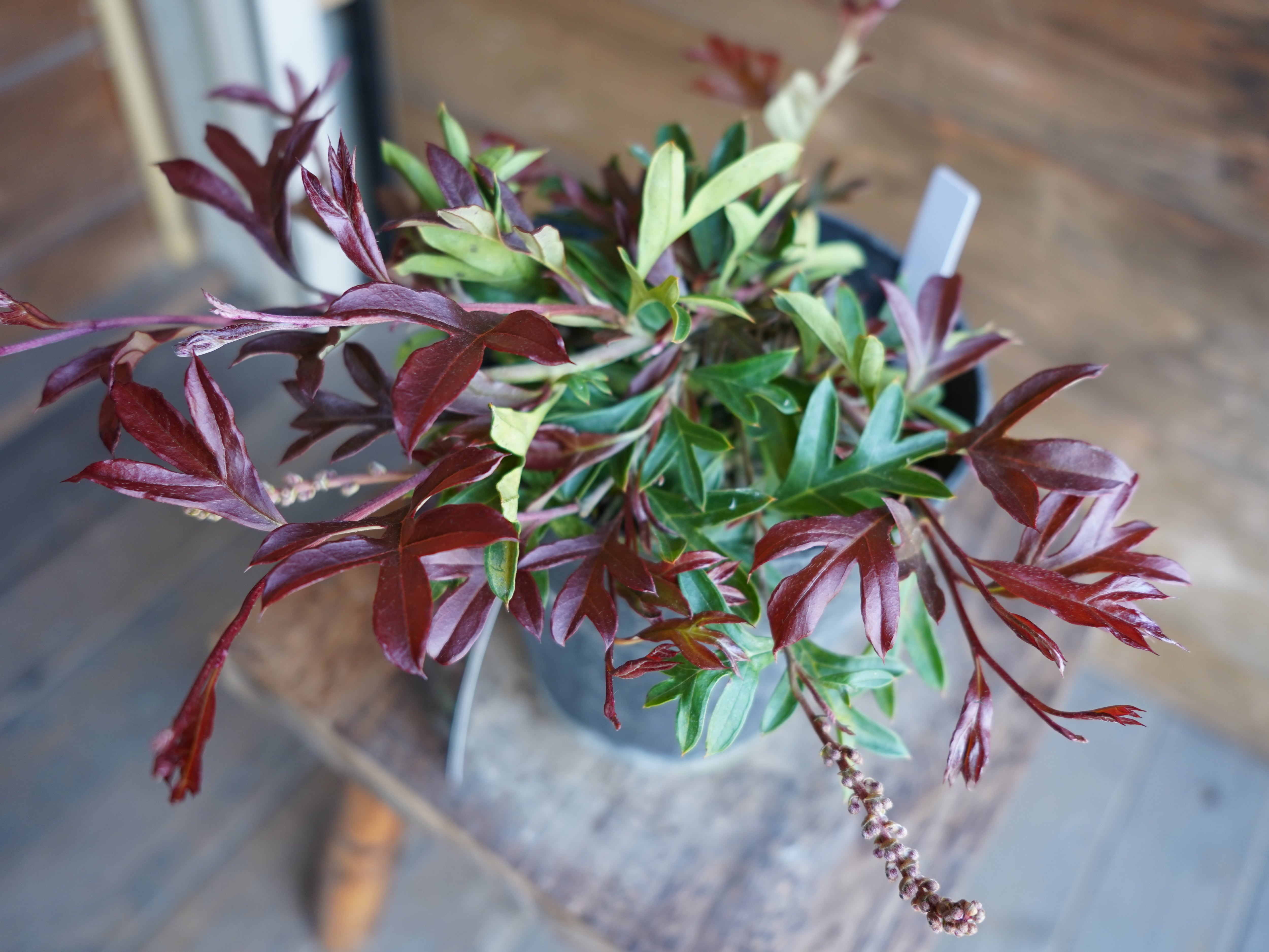 【現物】グレビレア "ガウディチャウディ" A