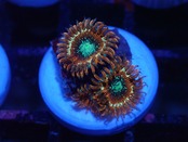 Zoanthus Majician FromMakassar 4