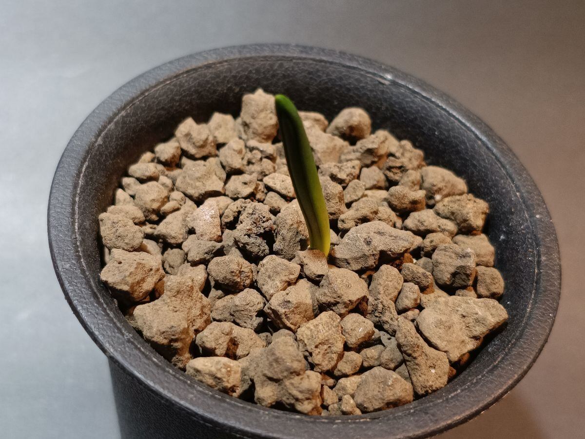 2026/4落葉休眠中) Polyxena paucifolia ポリキセナ パウシフォリア