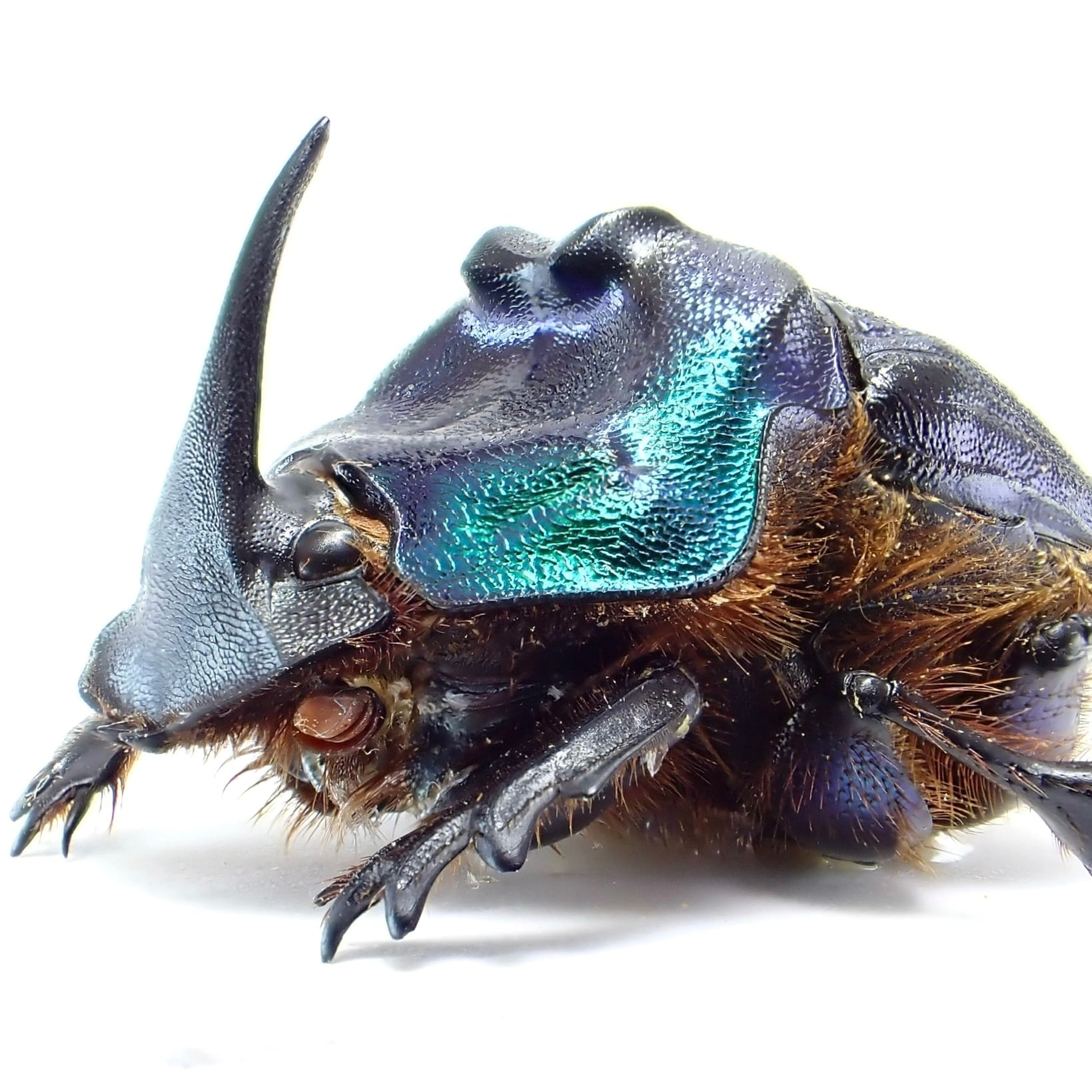 ニジダイコクの仲間 | 昆虫標本 Diggers & Rollers