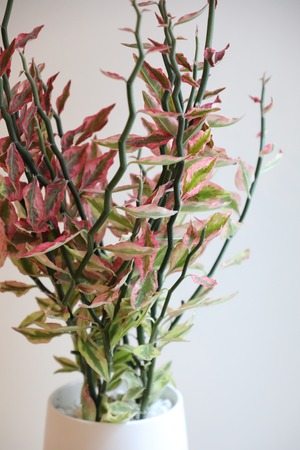 【M】ペディランサス/大銀龍/Euphorbia tithymaloides ※陶器鉢付き