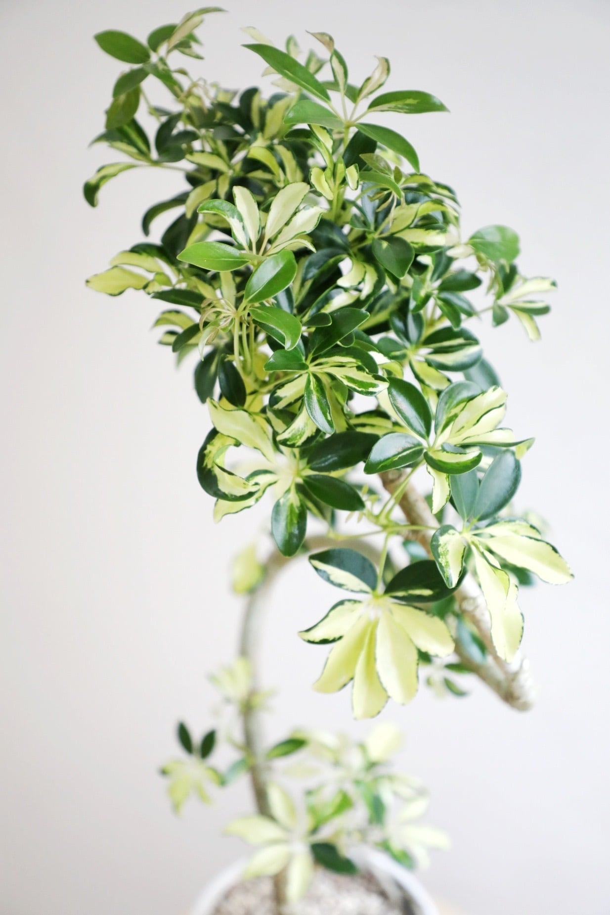 M】シェフレラ グランディ/ Schefflera | 【厳選植物・器】MIDORI