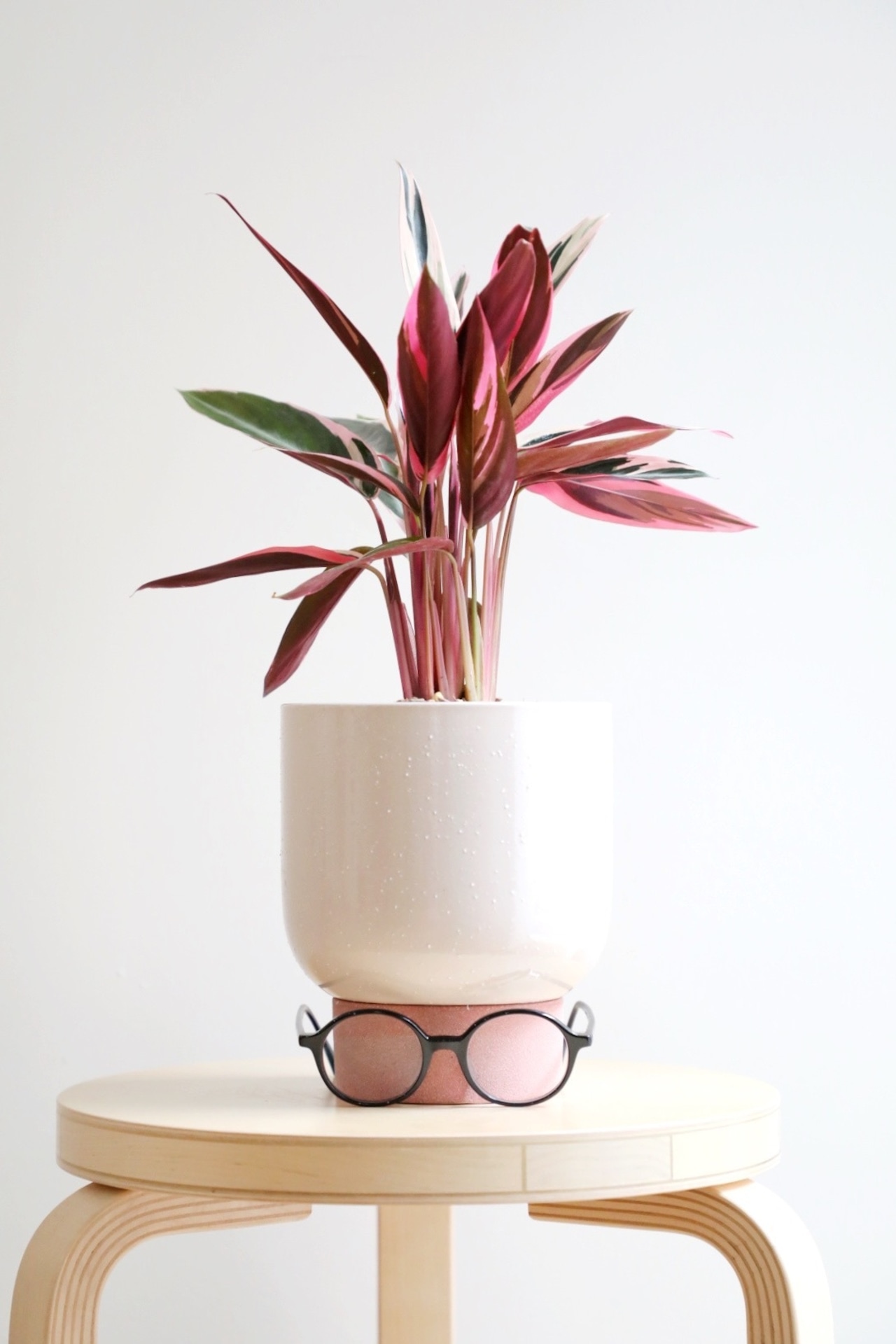 【S】カラテア トリオスター/Calathea