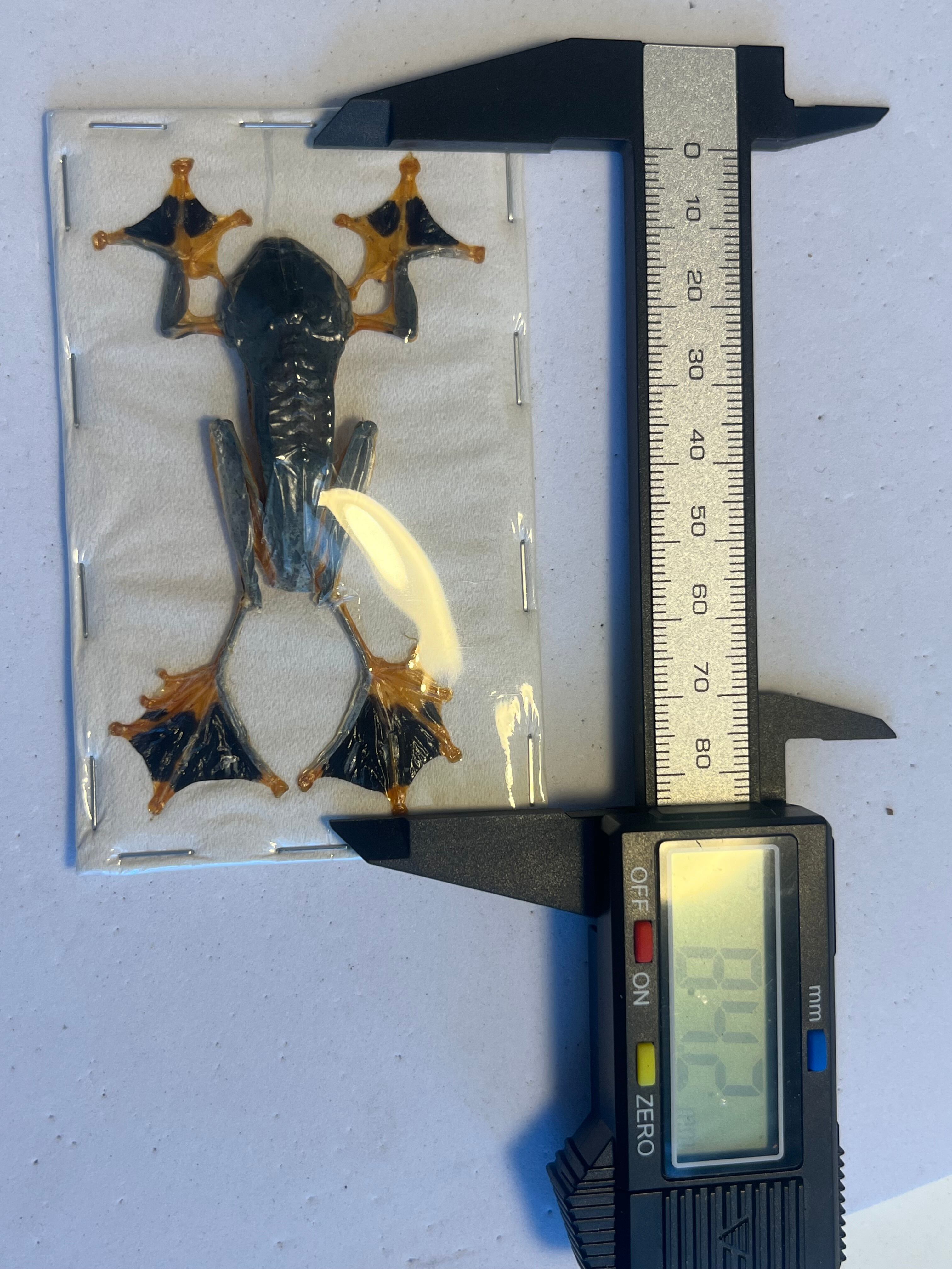 【蛙標本】ジャワトビガエル イエアメガエル グミガエル アマガエルグラスフロッグ 蛙標本】ジャワトビガエル イエアメガエル グミガエル アマガエル