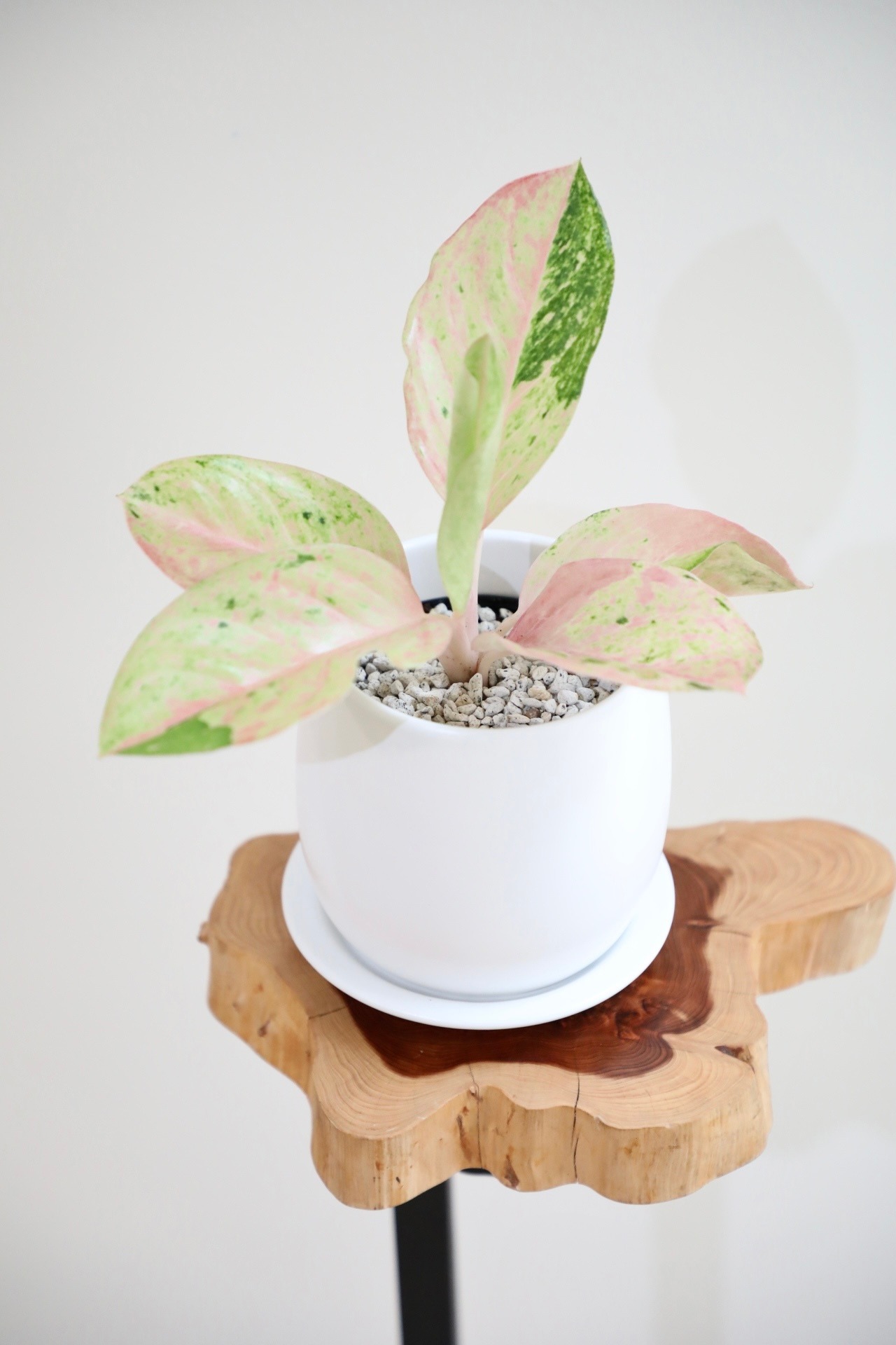 【S】【希少】アグラオネマ ローズ ピンクイメリタス/Aglaonema ※陶器鉢付き