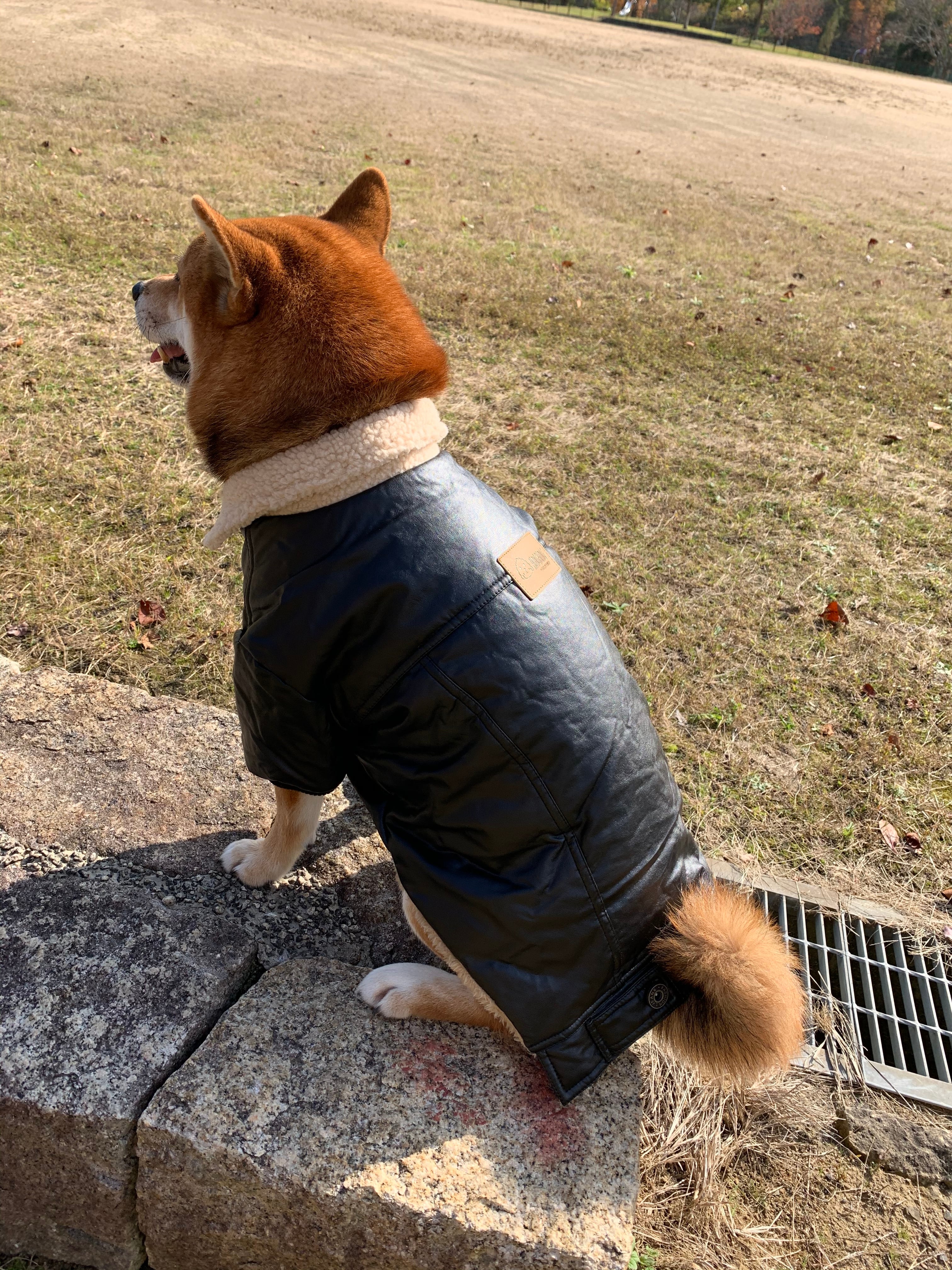 犬服 ペット服 中型犬 大型犬 ライダースジャケット:3XL～7XL