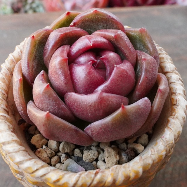 ※再入荷※【レッドスピネル】　艶　ウォーターマーク　丸コロ　エケベリア　　韓国多肉　