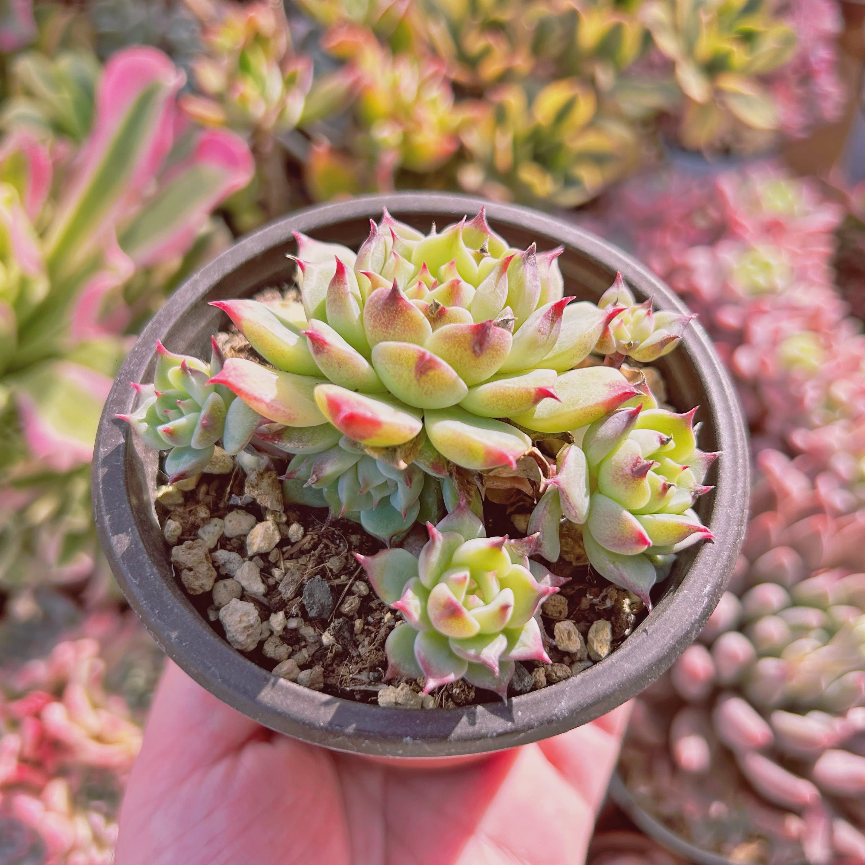 現物 多肉植物 ブルーアイ 抜き苗 | るる農園~多肉植物専門