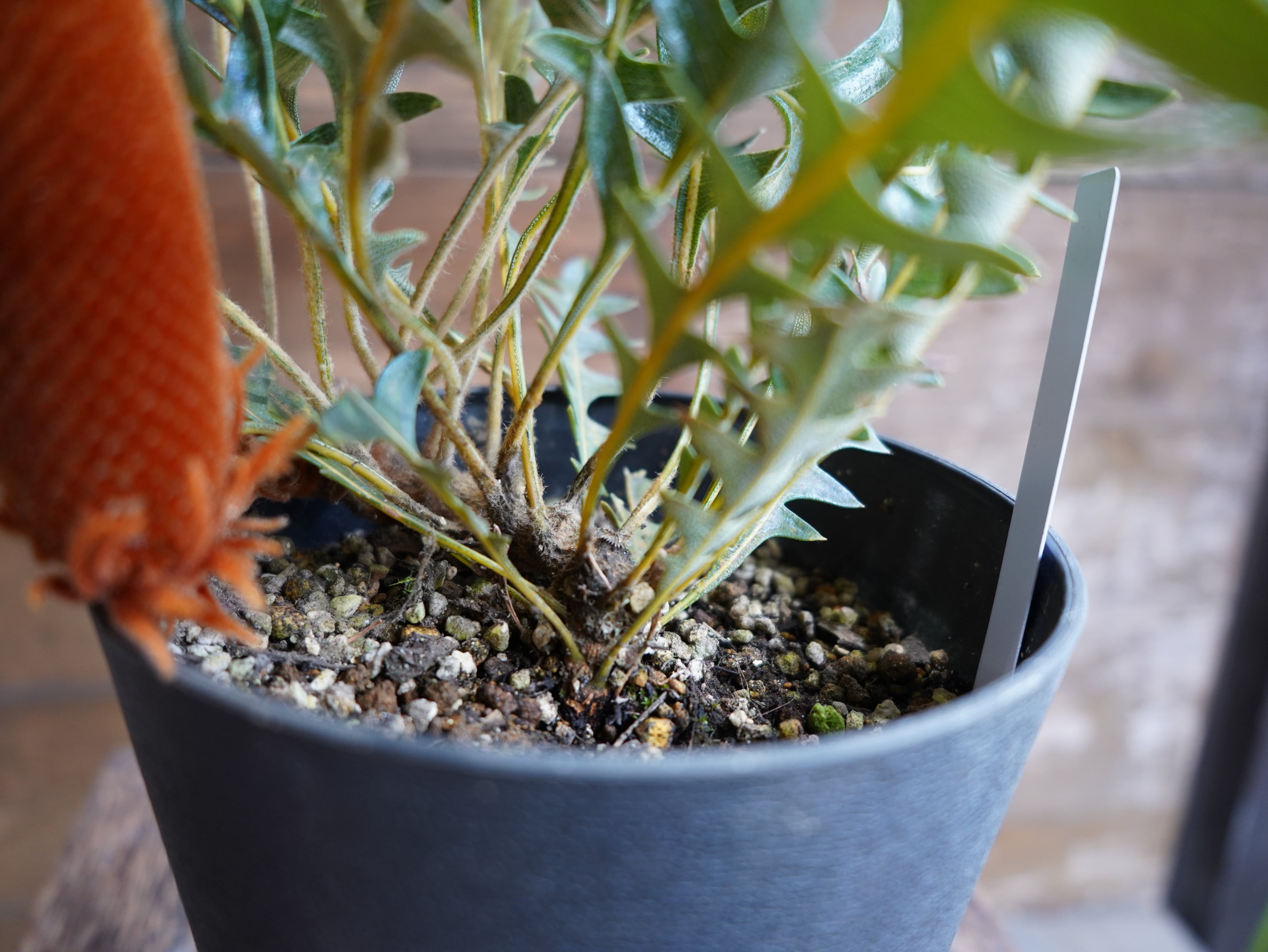 【現物】バンクシア "ブレイクニフォリア" D