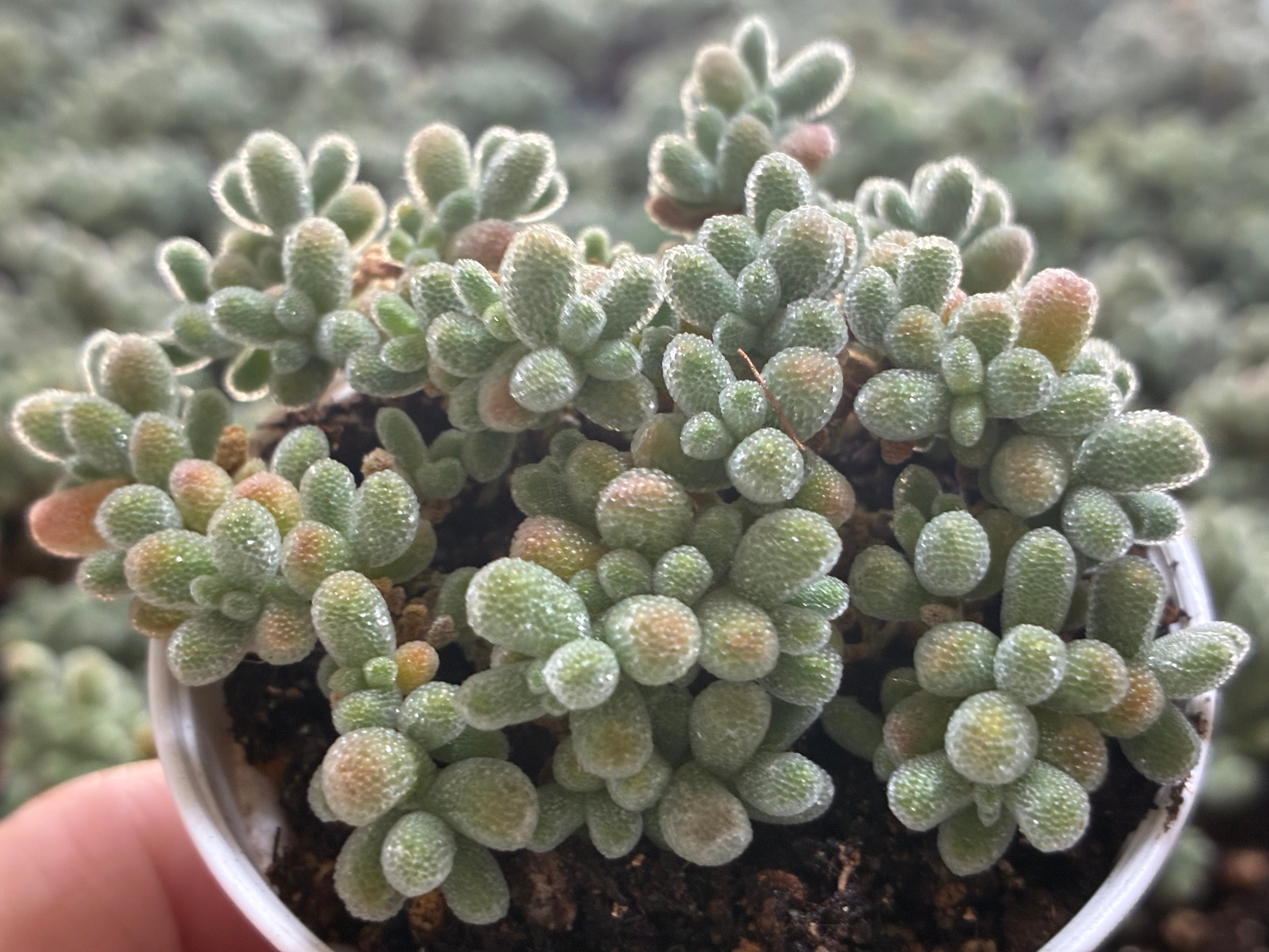 多肉植物 センペルビウム モアハニーブルーホリズン | PAY ID