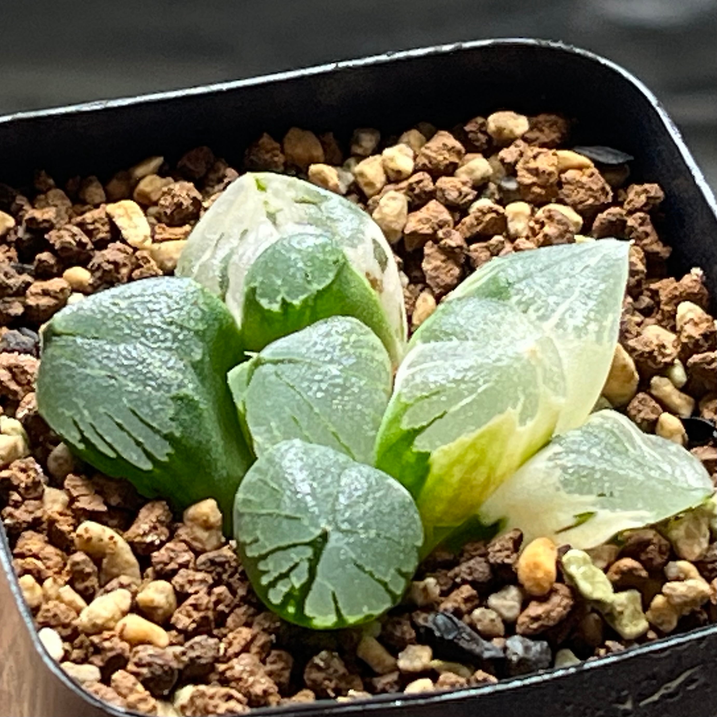 ハオルチア B型コンプトミュータント錦 | mocono_plants