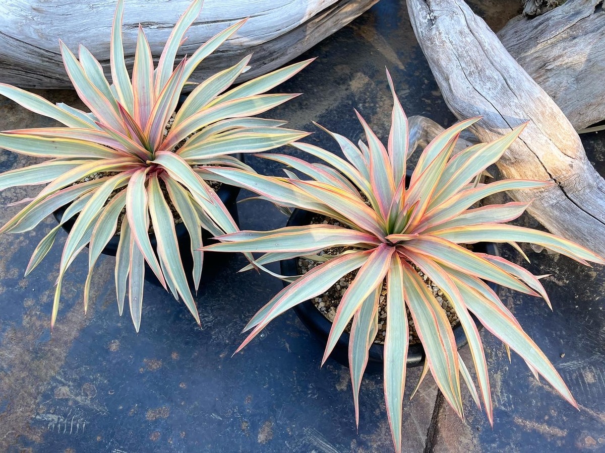 ユッカグロリオサ ブライトスター | クルール プランツ couleur plants