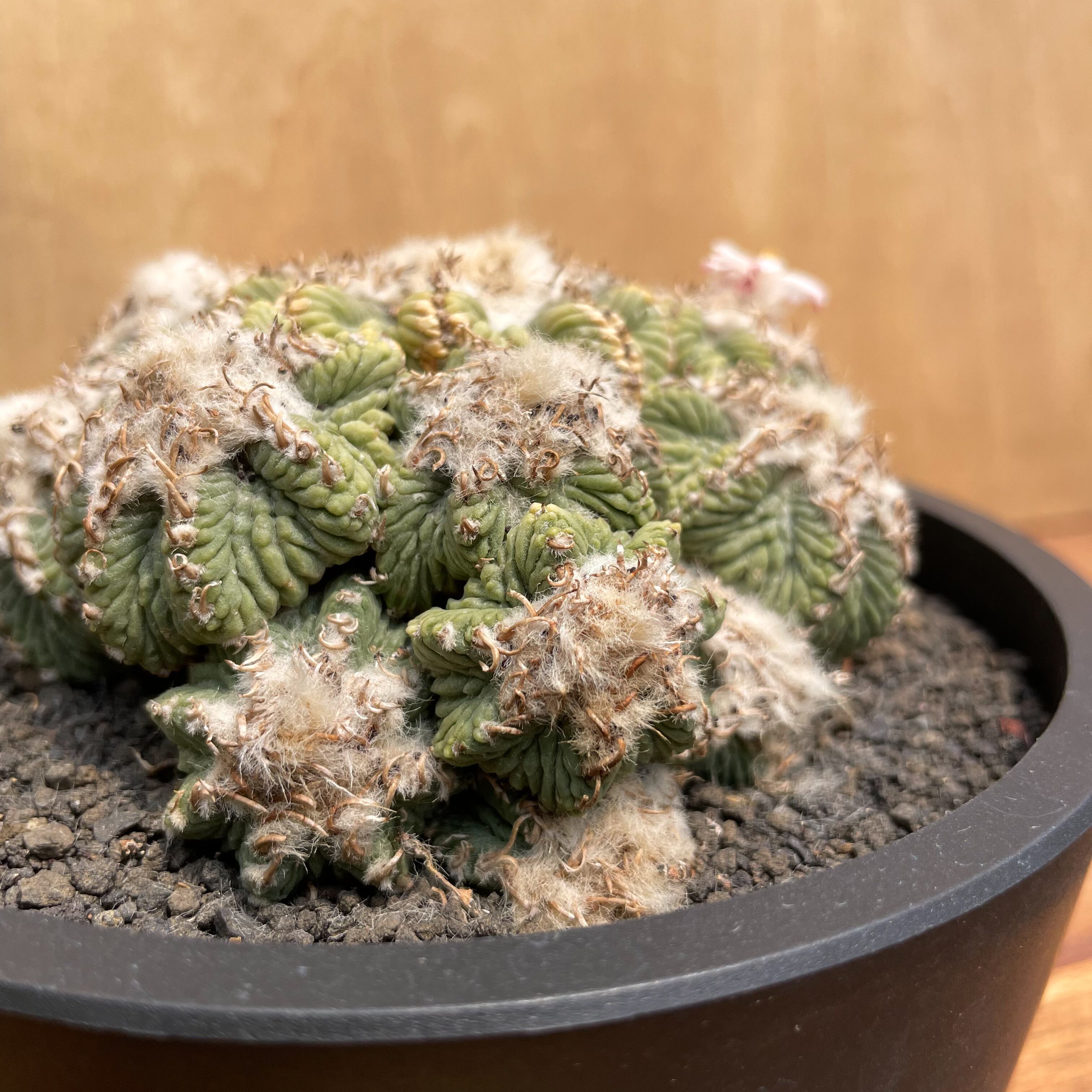 Aztekium ritteri【アズテキウム・花籠・実生】 | RIMO'S GREEN