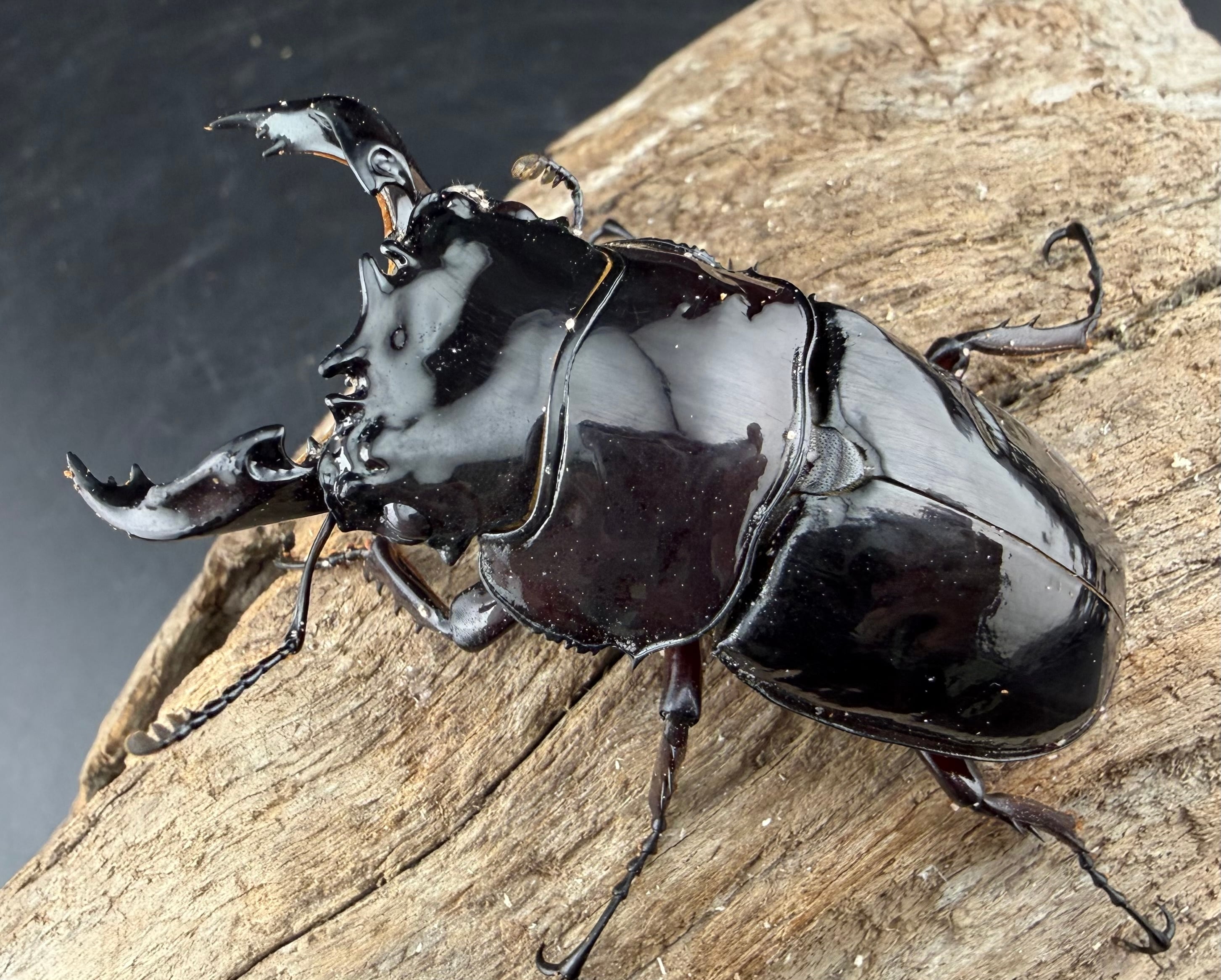 赤レギウスオオツヤクワガタ 65.5mm ♂単》 | KPW公式オンラインショップ