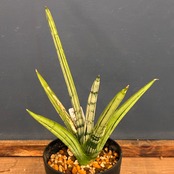 【クリアランスセール対象商品】サンスベリア(サンセベリア) アイスマン【1060】【再撮影】【▼】