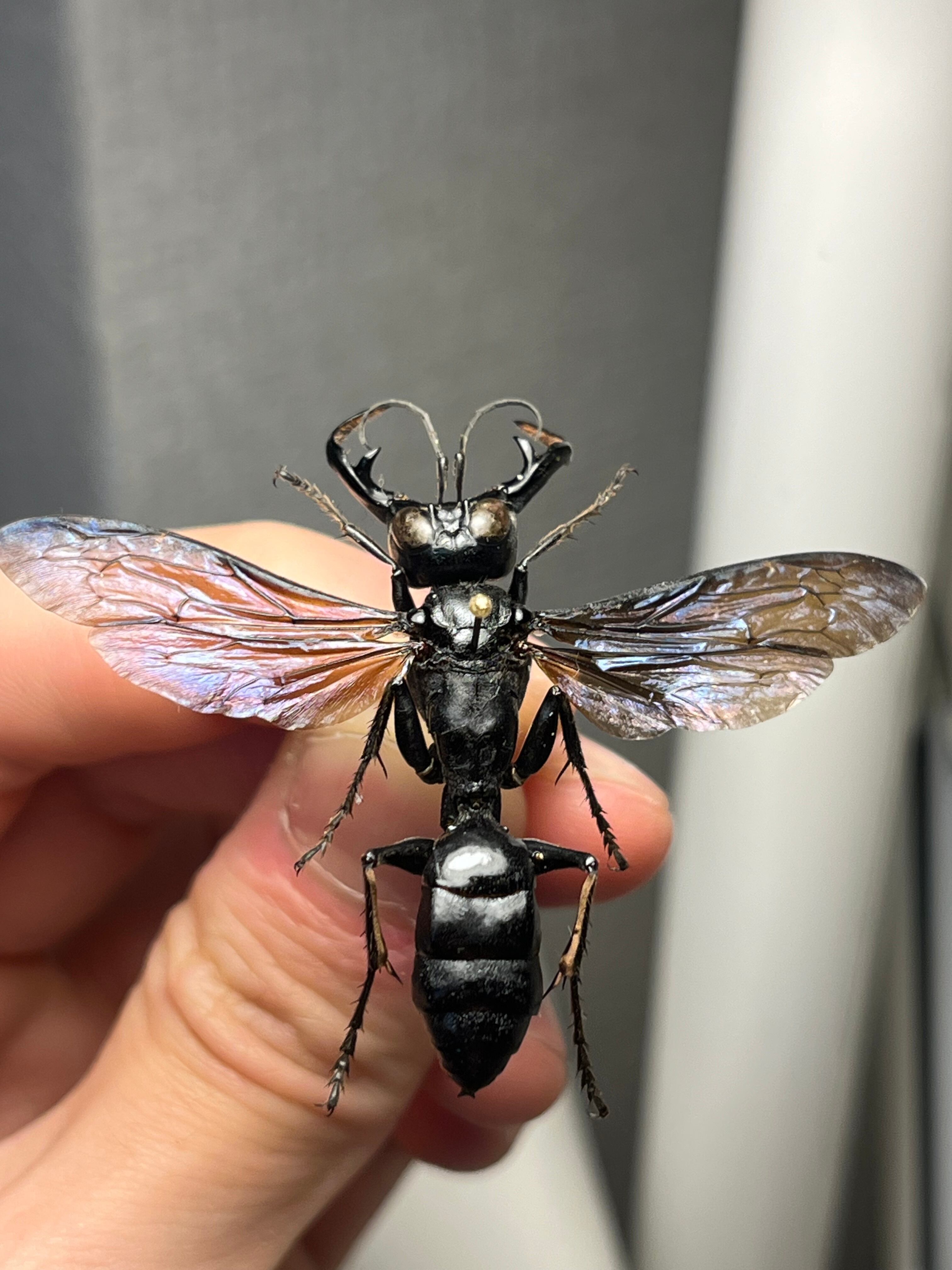 大顎44mm】メガララガルーダ ハチ蜂スズメバチタランチュラホーク 昆虫