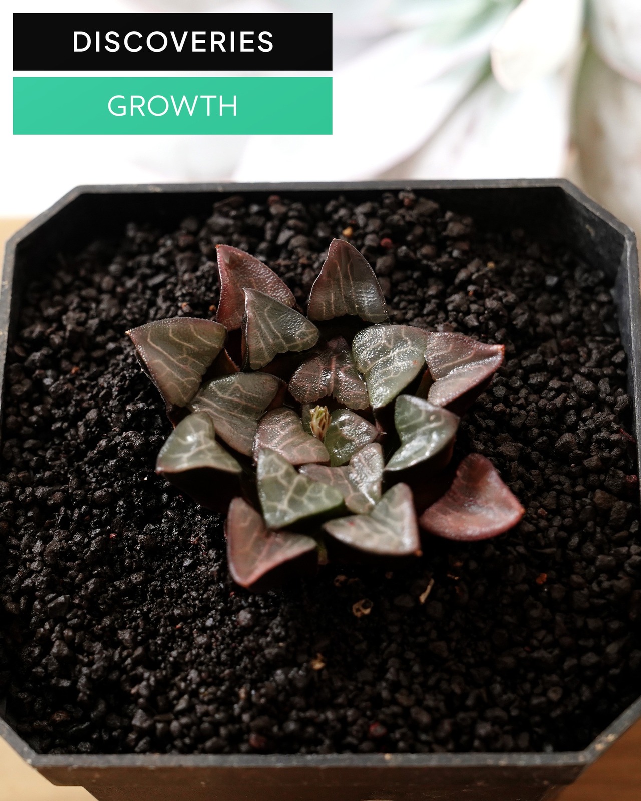 一部発根済カット苗 ハオルチア 大黒天コレクタ M Haworthia 'Daikokuten Correcta'