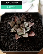 一部発根済カット苗 ハオルチア 大黒天コレクタ M Haworthia 'Daikokuten Correcta'