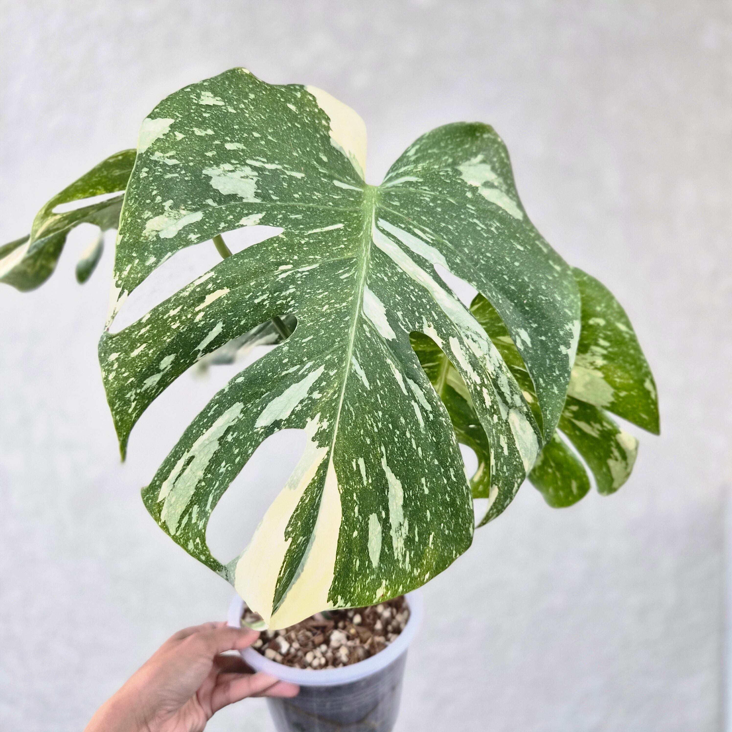 P.Willinckii cv. Sailor Mercury 【artPLANTs】ビカクシダ
