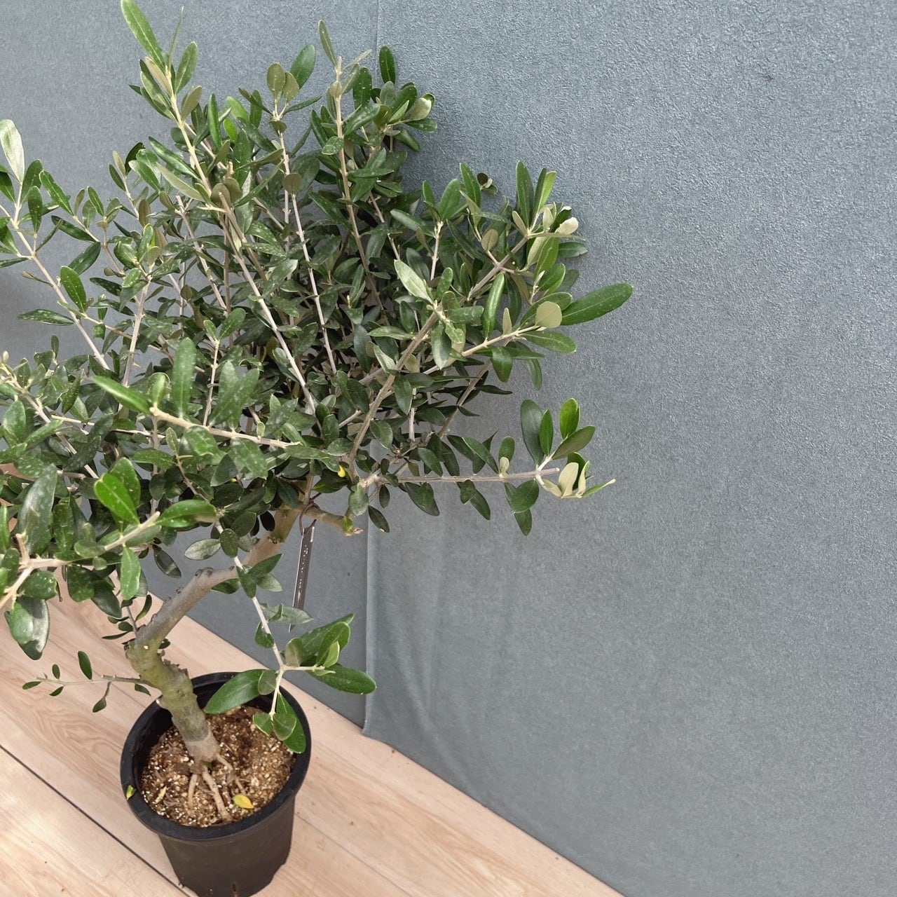 現品］40番 創樹 オリーブ ルッカ 7号 観葉植物 屋外 オリーブの木