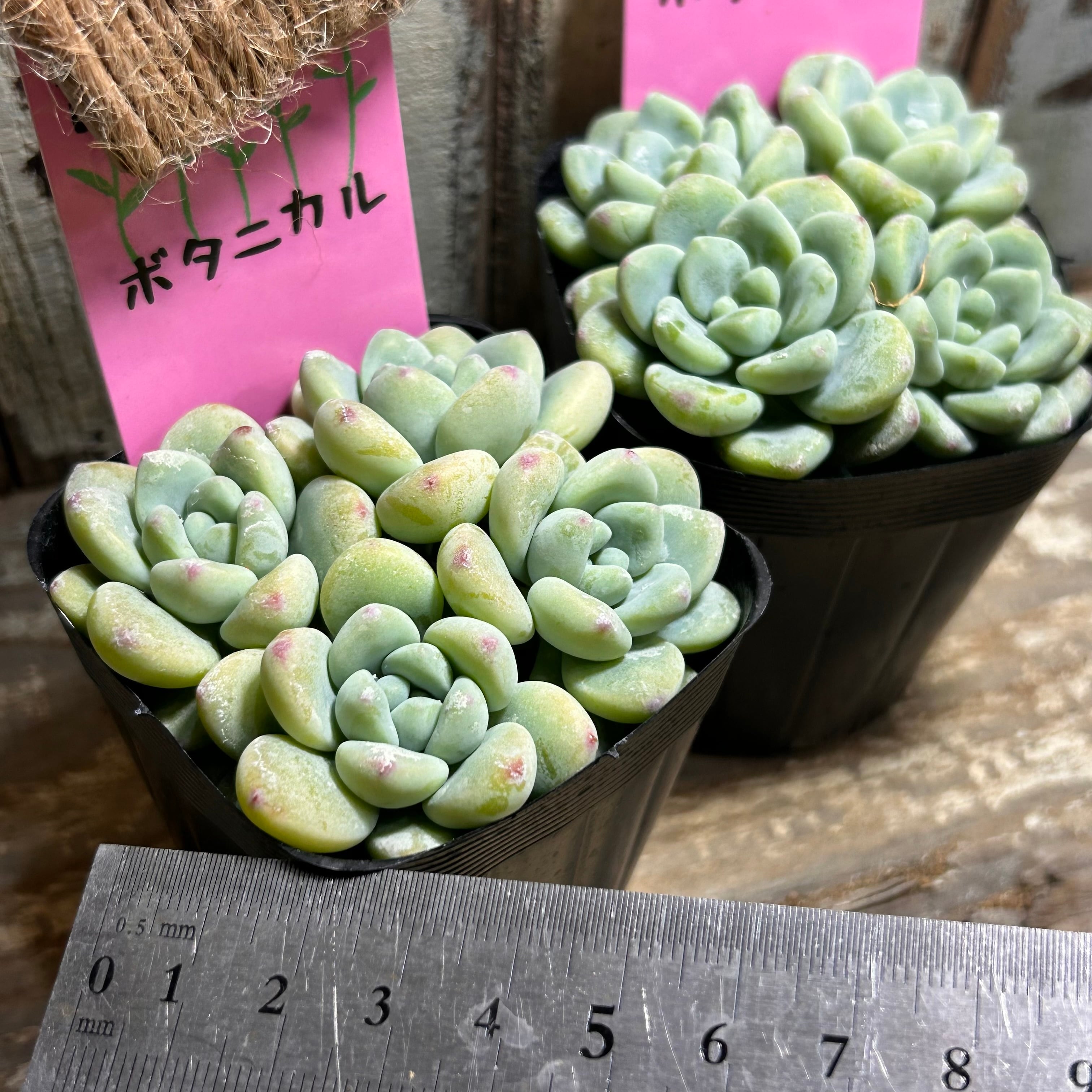 A)オーロラブルー(ピンクタグ) | RuPo 多肉植物専門店