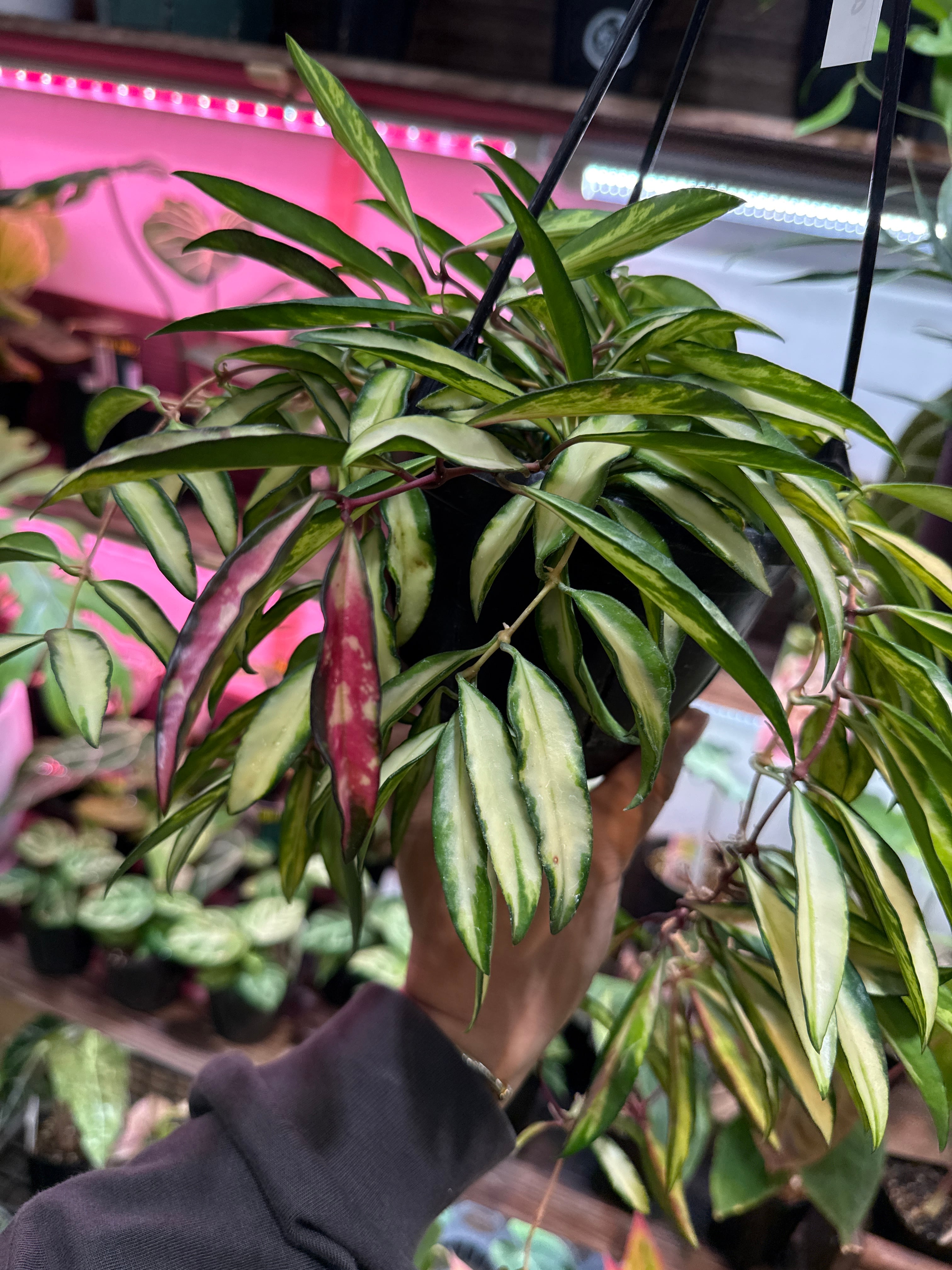 アンスリウム ポンプランディ(元斑入) | Gardenえん 【観葉熱帯