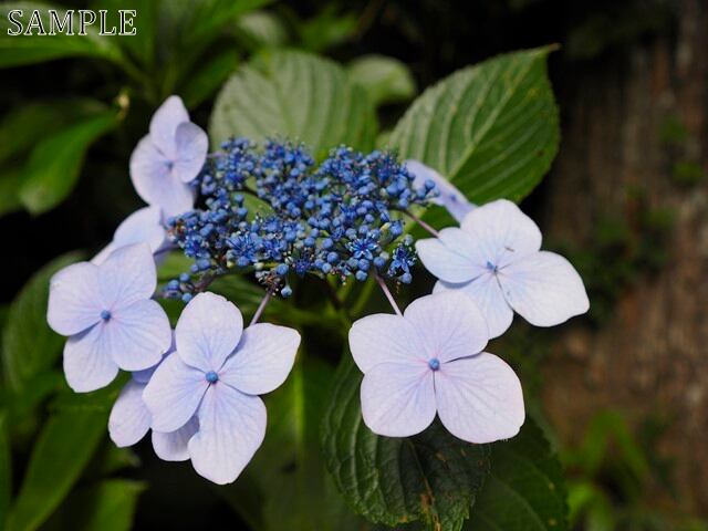 高野山　紫陽花