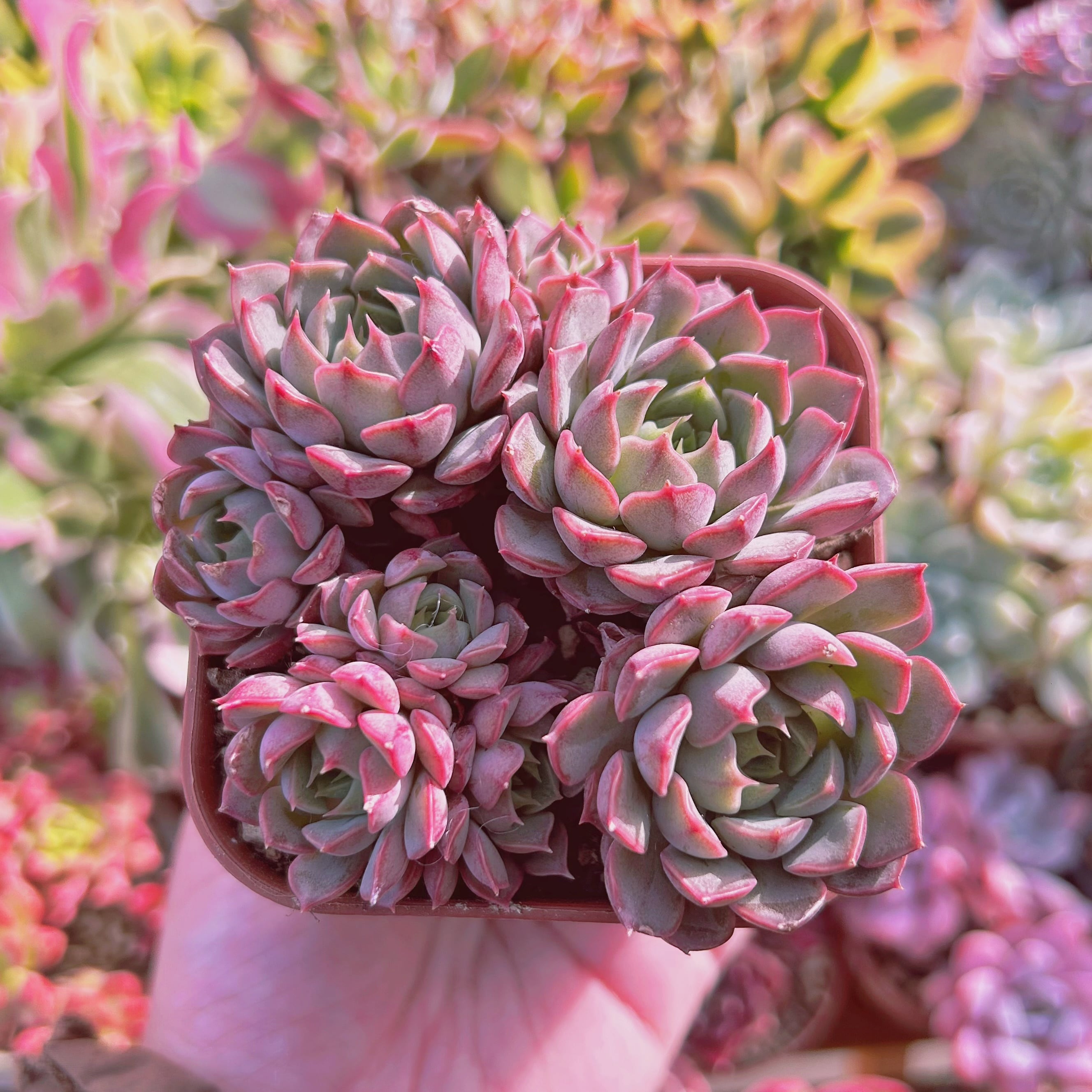 多肉植物  Echeveria  新品種　ダイアナ　5頭以上