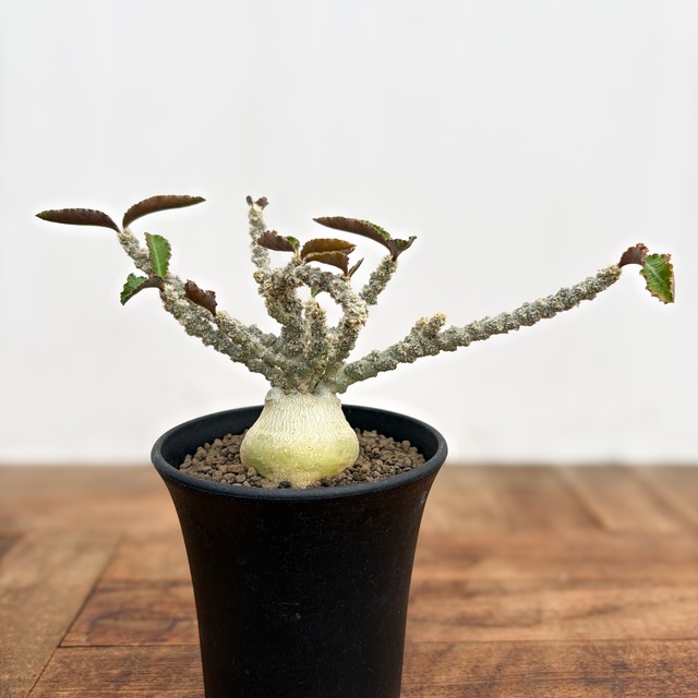 Euphorbia suzannae-marnierae【ユーフォルビア・マルニエラエ】