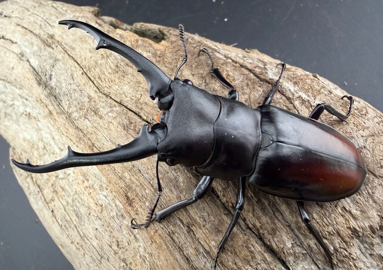 【WD】《ツカモトフタマタ 79mm ♂単》