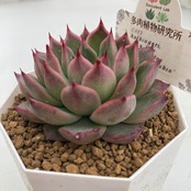 【現物商品】halbingeri, La Pazｘagavoides ‘Romeo Rubin’ 2.5号サイズ