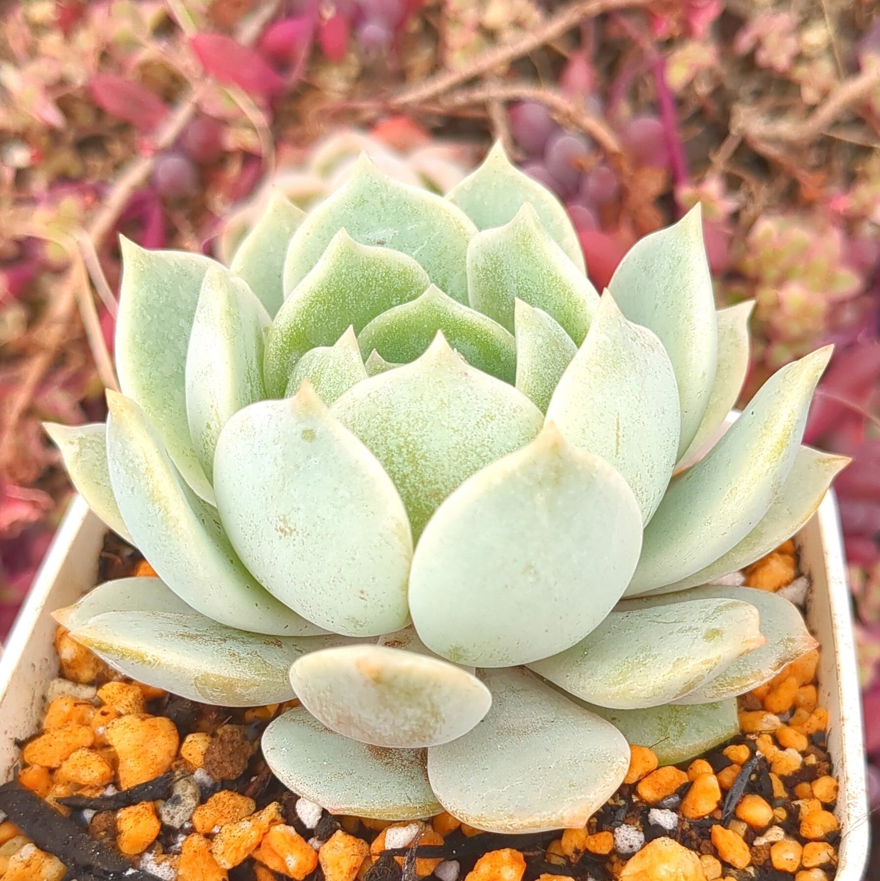 選抜前オリジナル交配苗 | 多肉植物のネットショップ ST Farm 選抜前オリジナル交配苗 | 多肉植物のネットショップ ST Farm